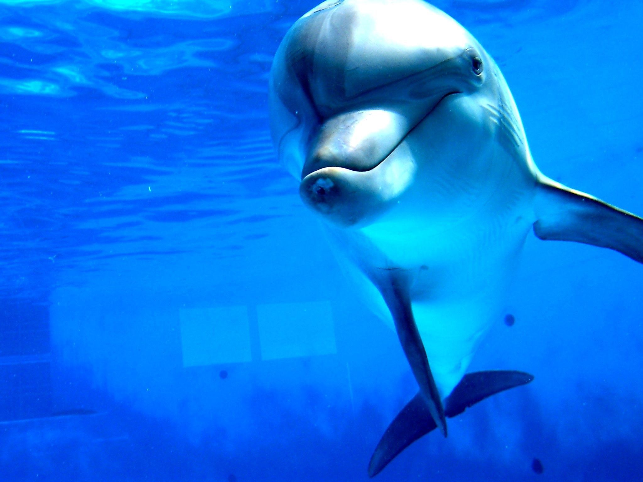 Fondos de delfines (más de 71 imágenes de fondo)