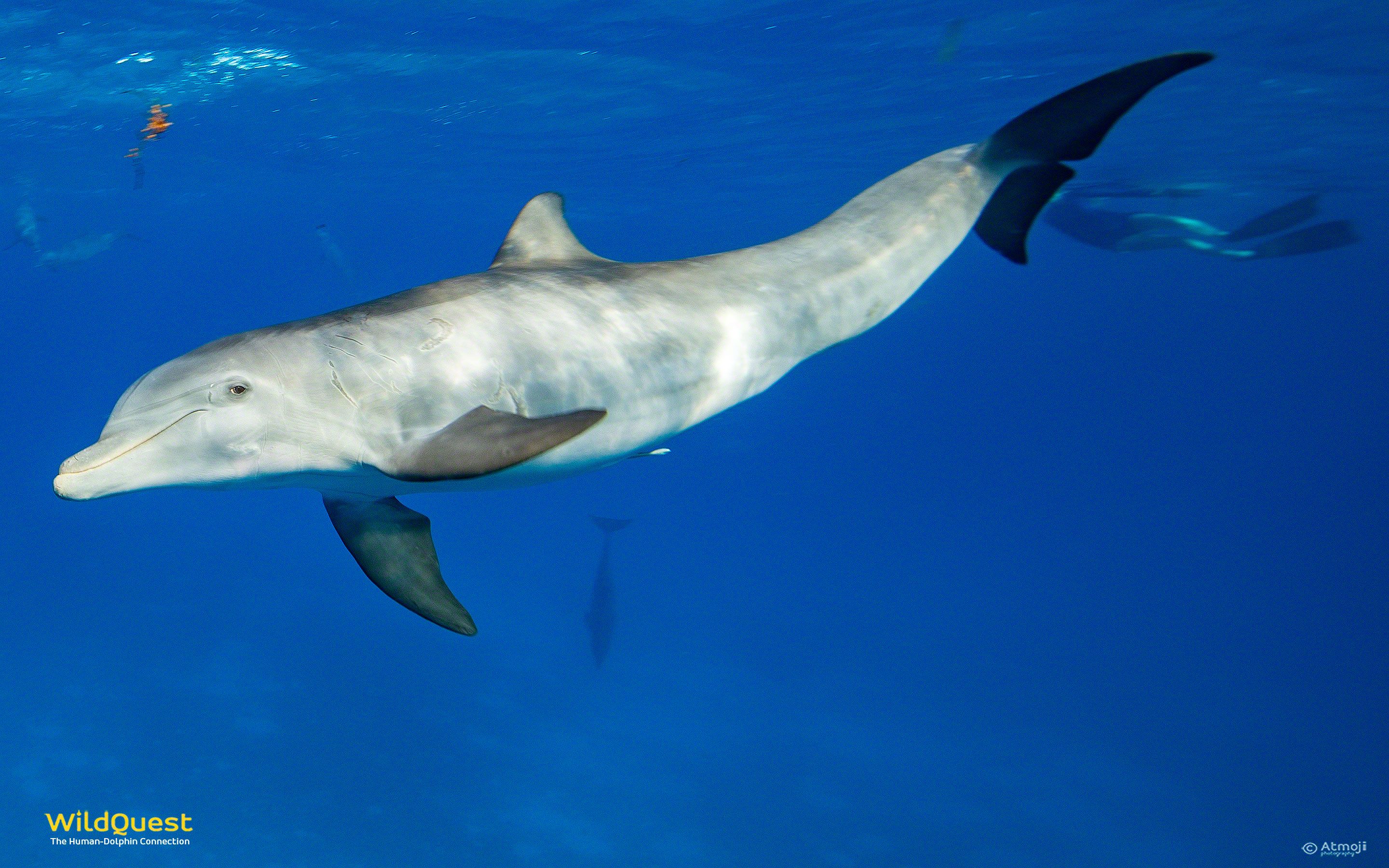 Dolphin Wallpaper | WildQuest | Nado con delfines salvajes en Bahamas
