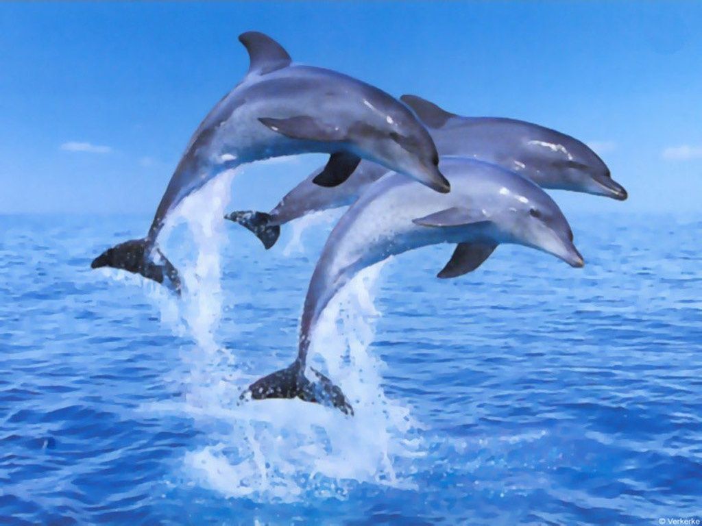 Dolphin Wallpaper - Fondos de pantalla Navegar