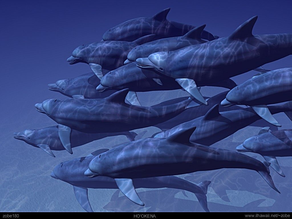 Fondos de pantalla 3D Dolphin | Fotos de Animal Planet