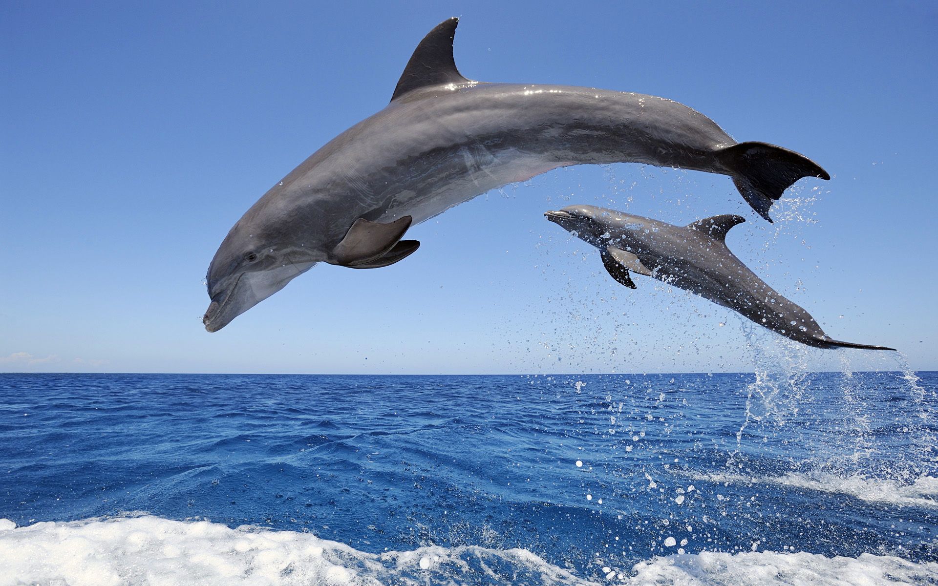 Fondo de pantalla de delfines de alta calidad | Imágenes Full HD