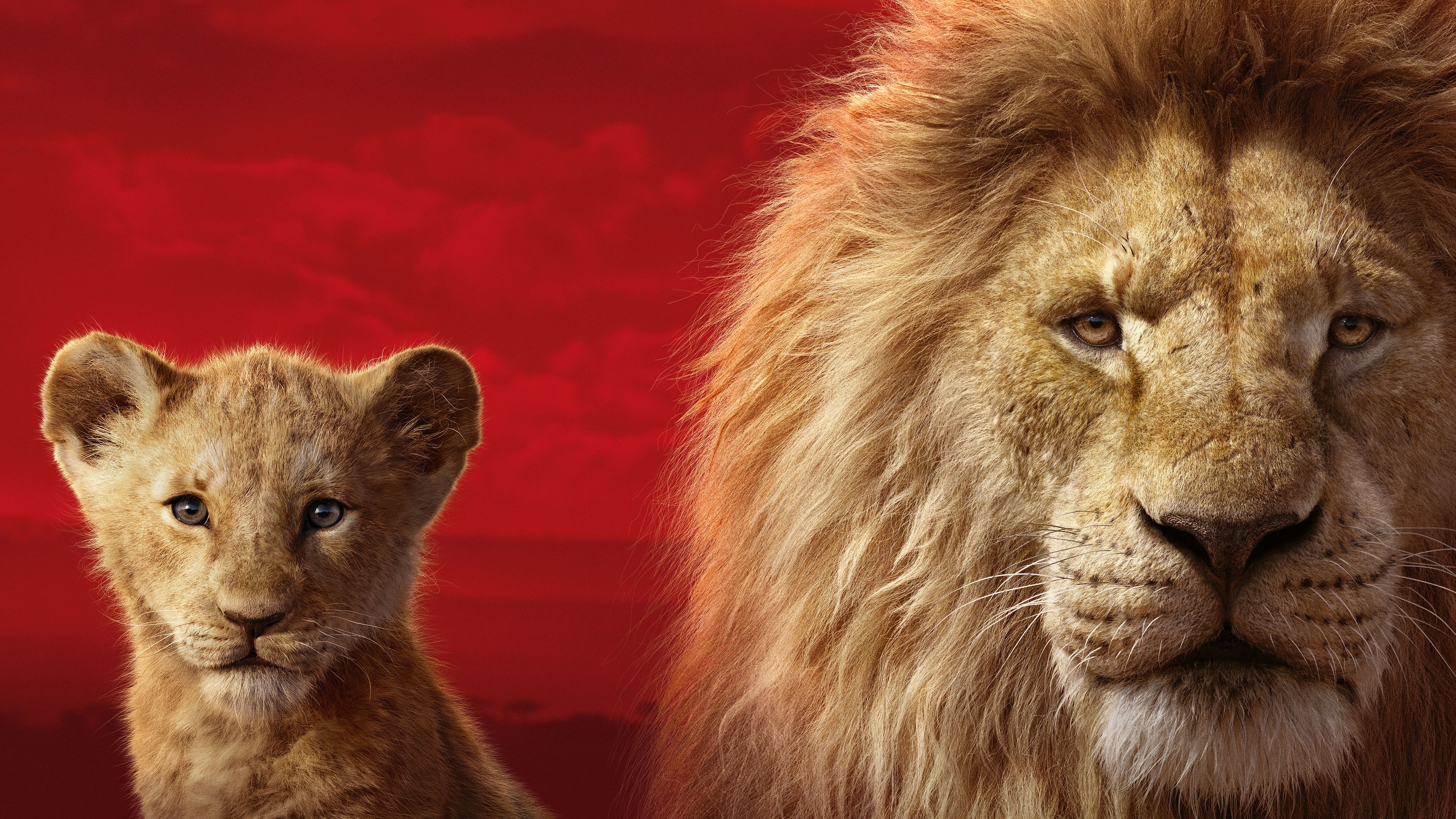 Fondos de pantalla 4k The Lion King 2019 2019 películas fondos de pantalla, 4k