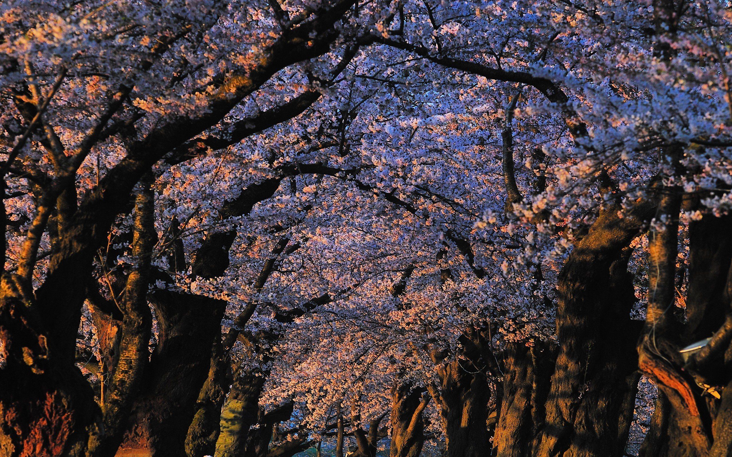 Japón, Paisajes, Naturaleza, Árboles, Flores, Luz del sol, Flor