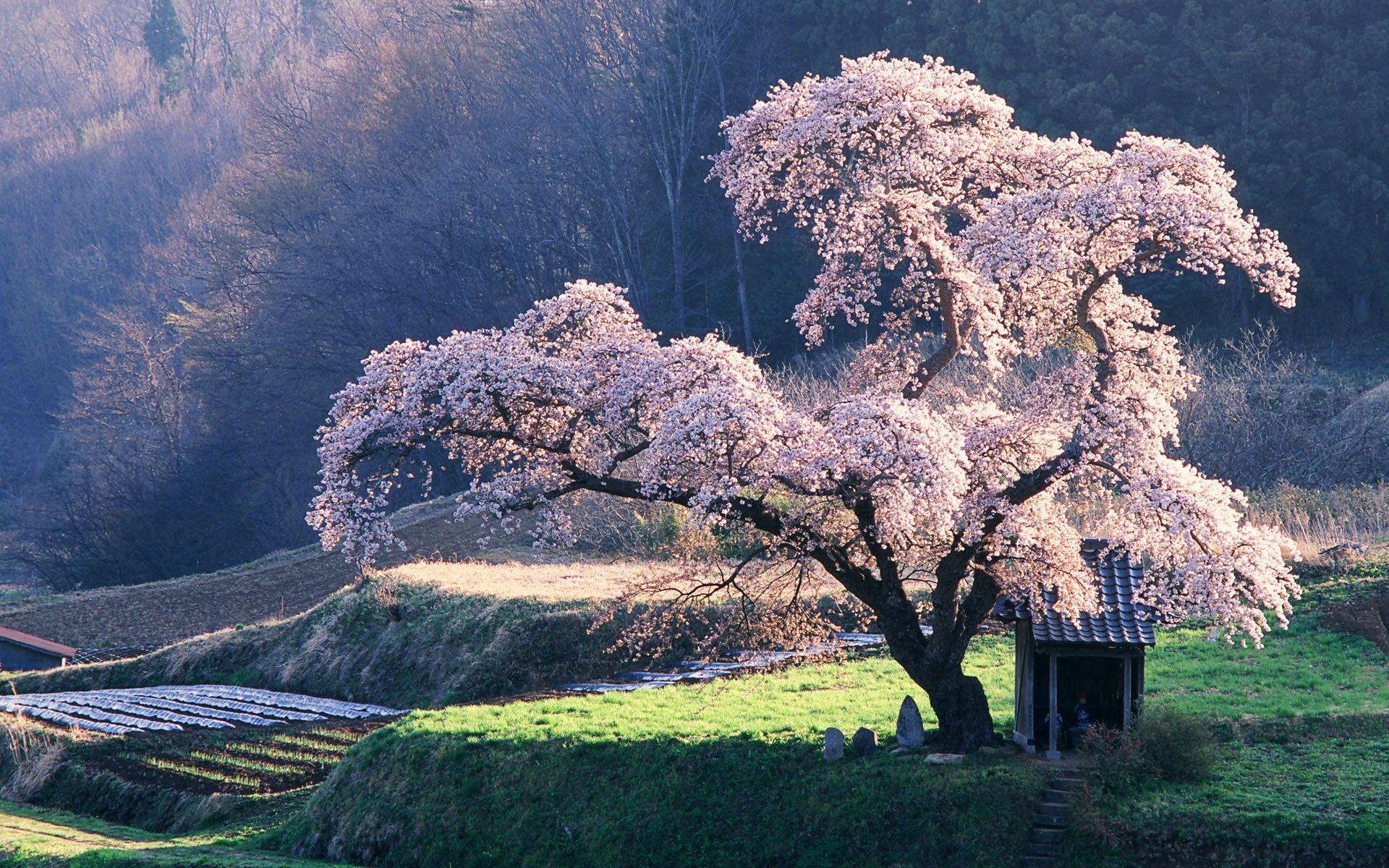 Fondo de pantalla de paisaje japonés, la flor de cerezo 1920x1200 HD