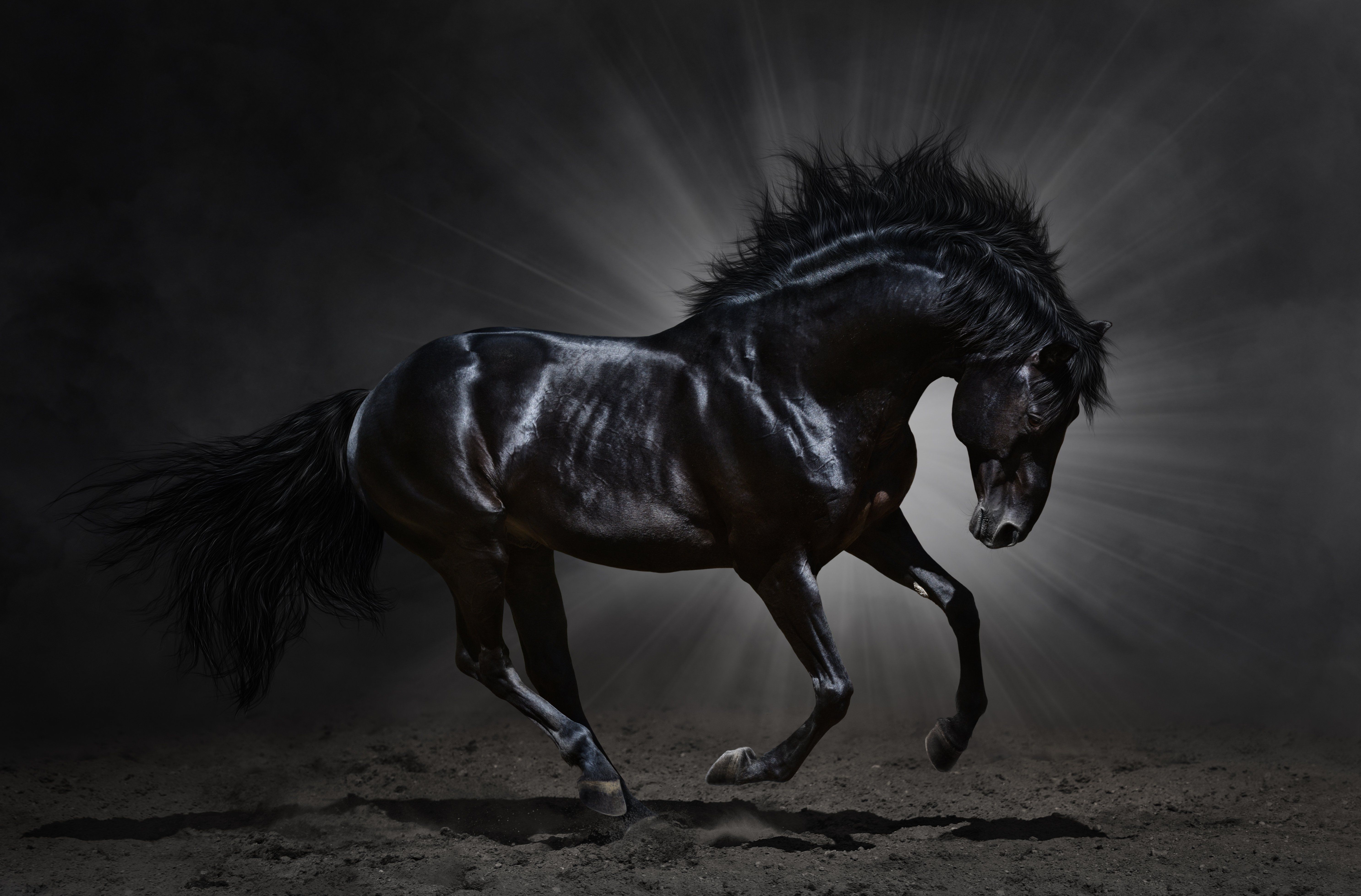 Pure Blood Impresionante Black Stallion # 3280 Fondos de pantalla y Stock gratis