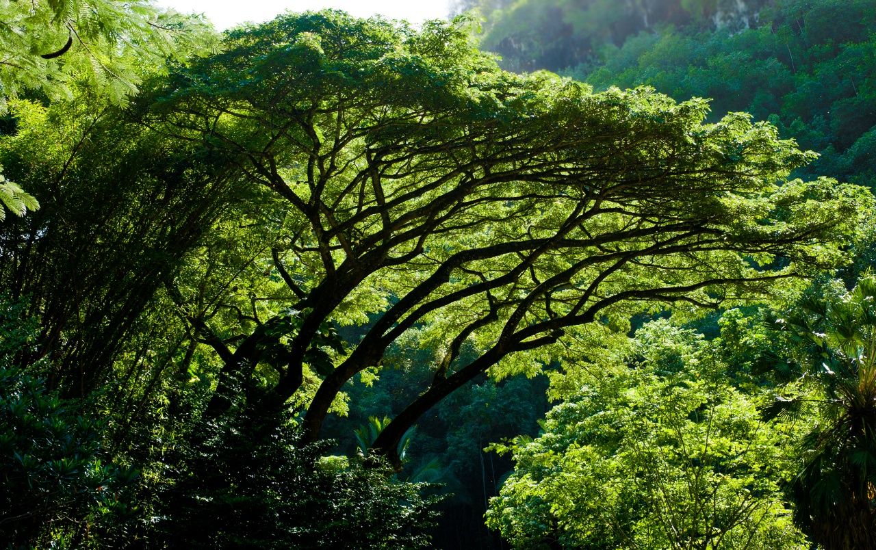 Impresionante fondos de pantalla de la selva | Impresionante jungla fotos gratis
