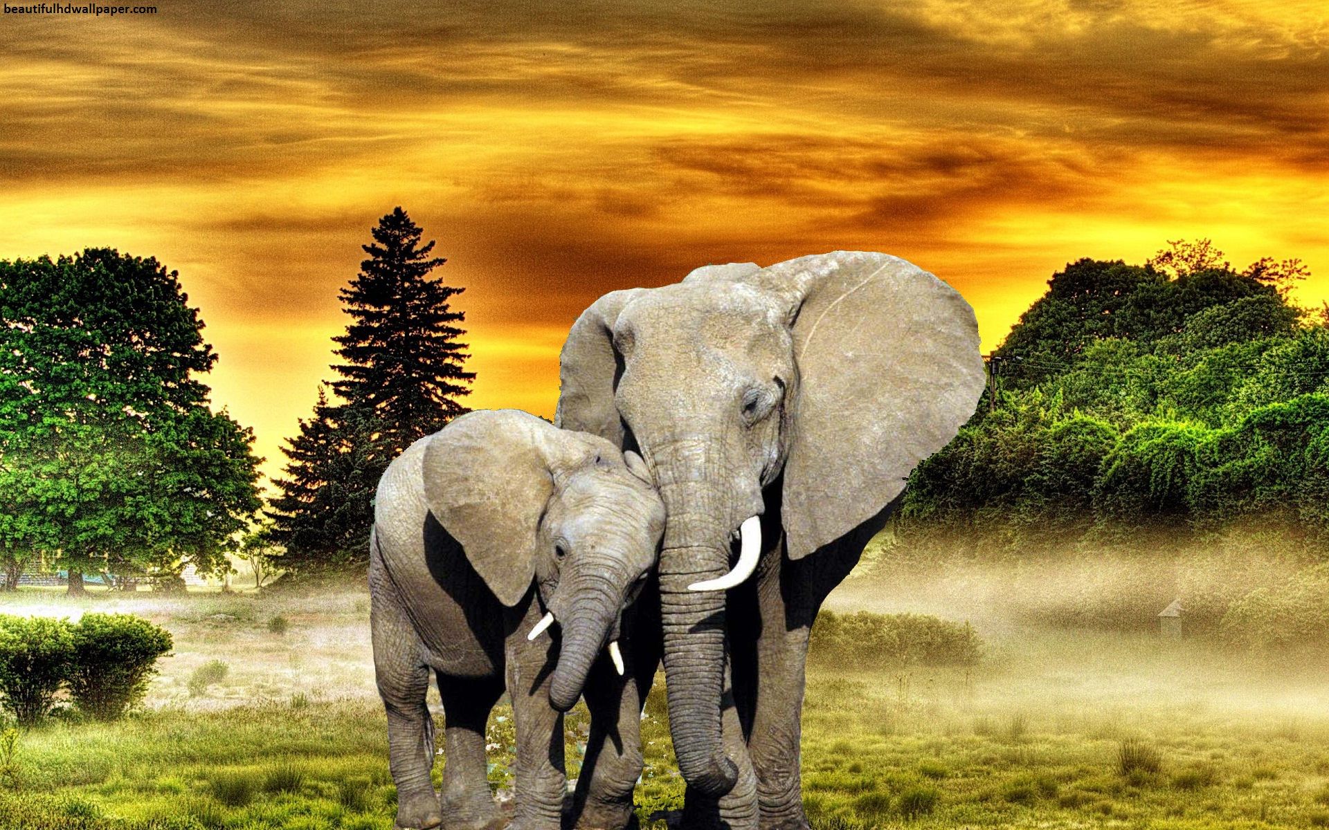 OA.63, fondos de pantalla impresionantes, Elefantes en el bosque 3D