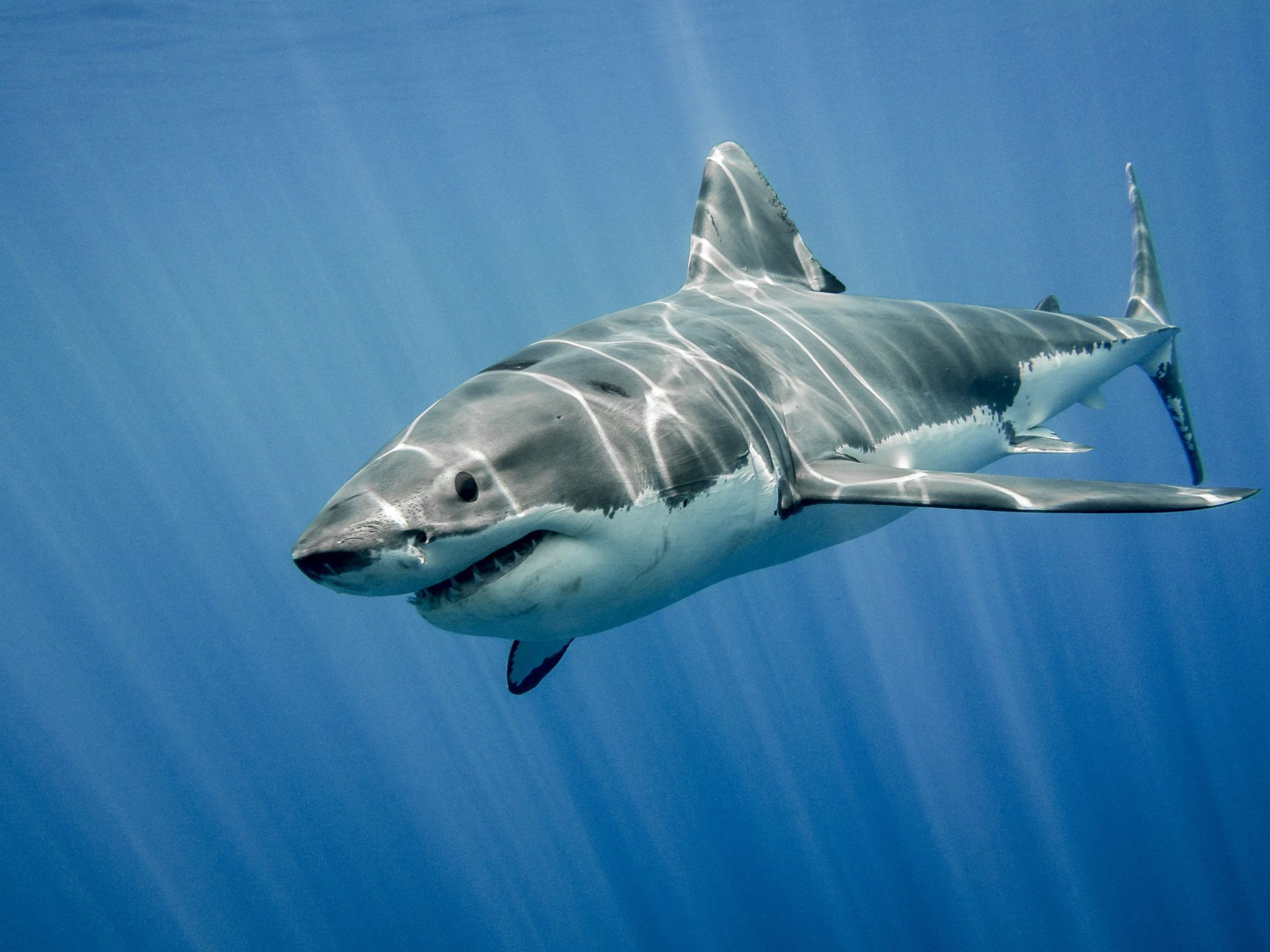 Tiburones - Ocean Predator HD Wallpapers - Naturaleza impresionante