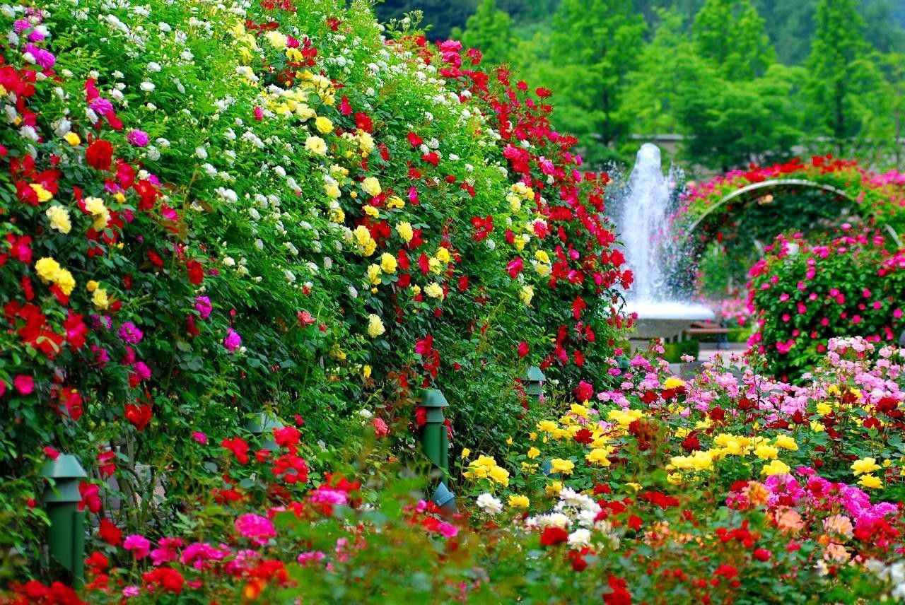 Fondos de pantalla de jardines con flores - FondosMil