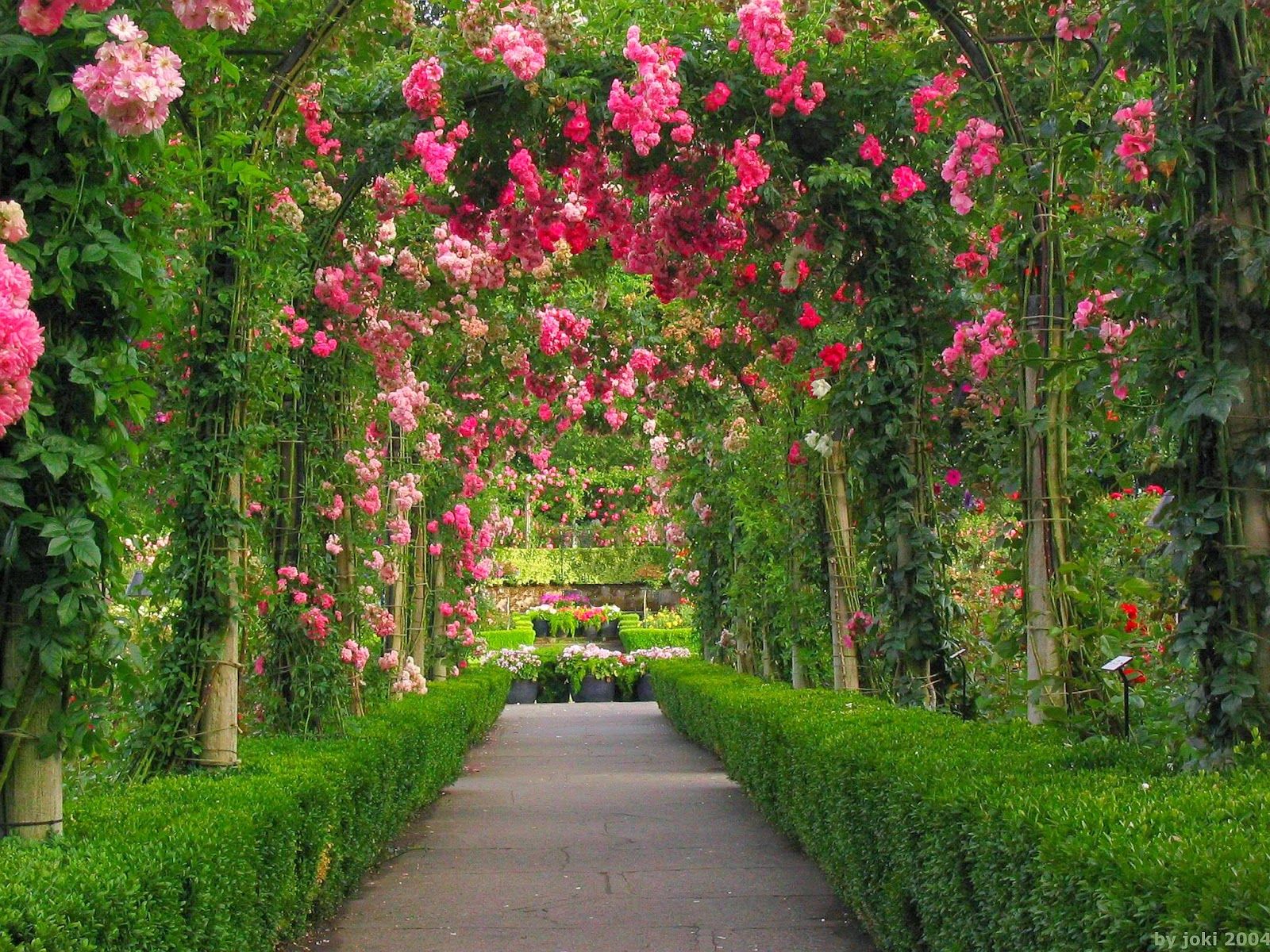 Beautiful Garden Rose - Beautiful Rose Flowers Garden (# 136019) - HD