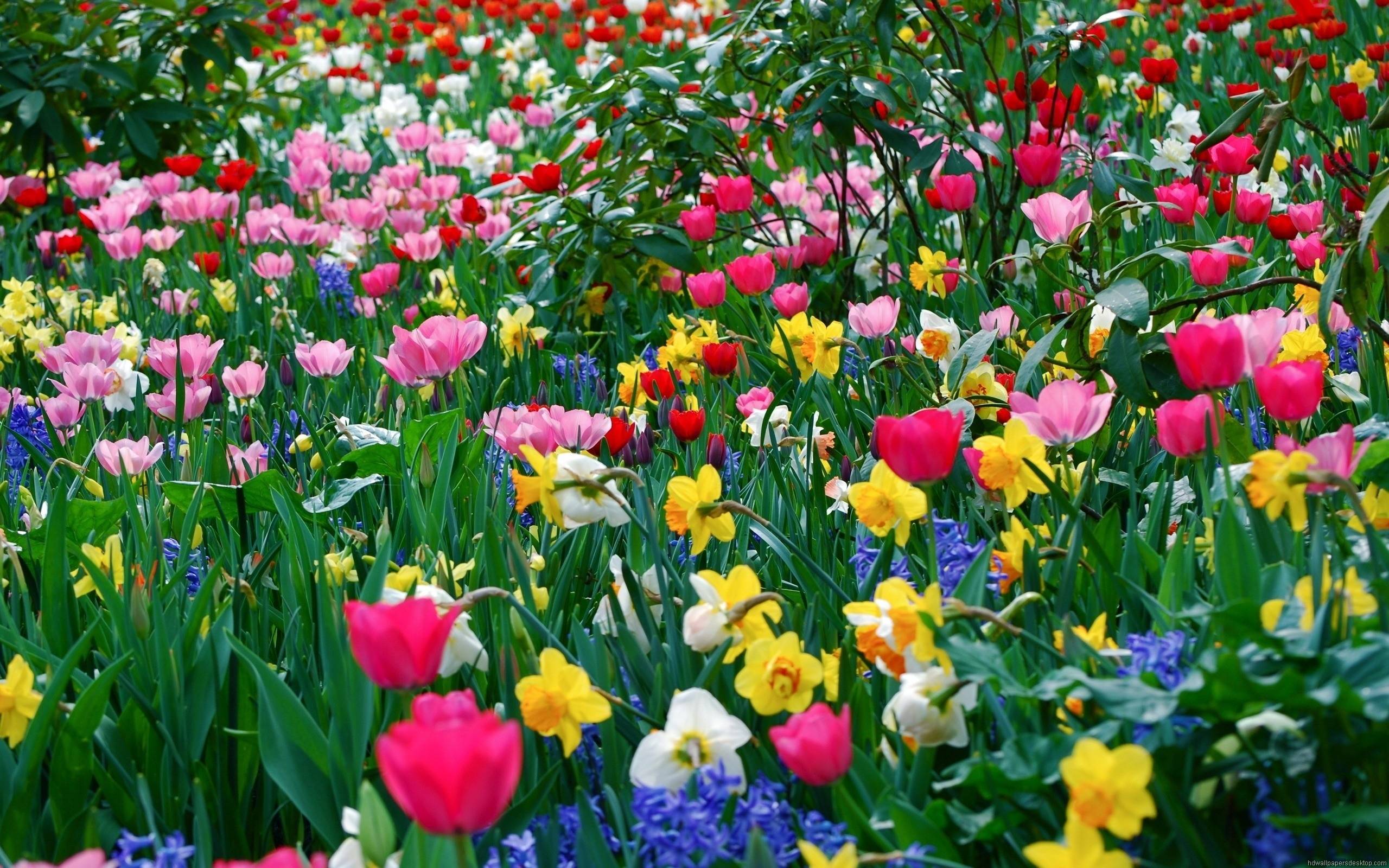 Flower Garden Desktop Wallpapers - Los mejores fondos de escritorio de Flower Garden