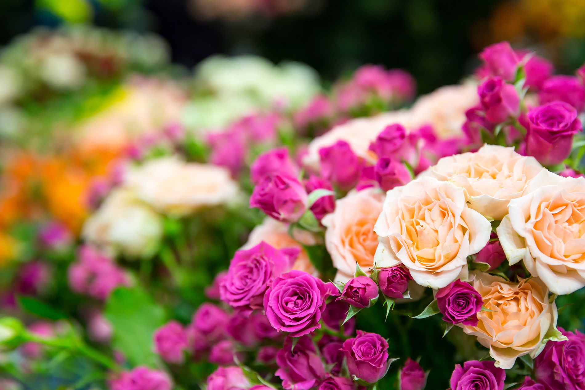 El jardín de rosas moradas 53646 - Fondos de flores - Flores