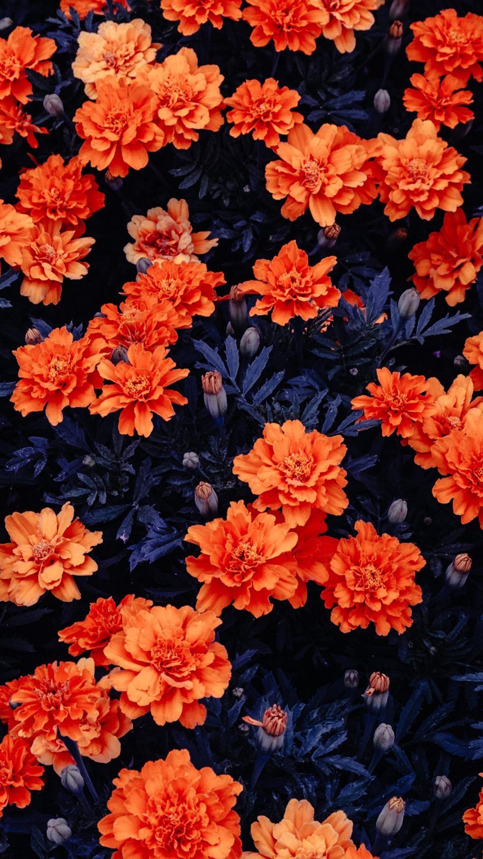 Descargar Orange Flowers Garden Free Pure 4K Ultra HD fondo de pantalla móvil