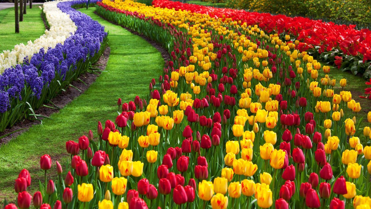 1000 Ideas sobre Hd Flower Wallpaper en Pinterest - Flower Garden In