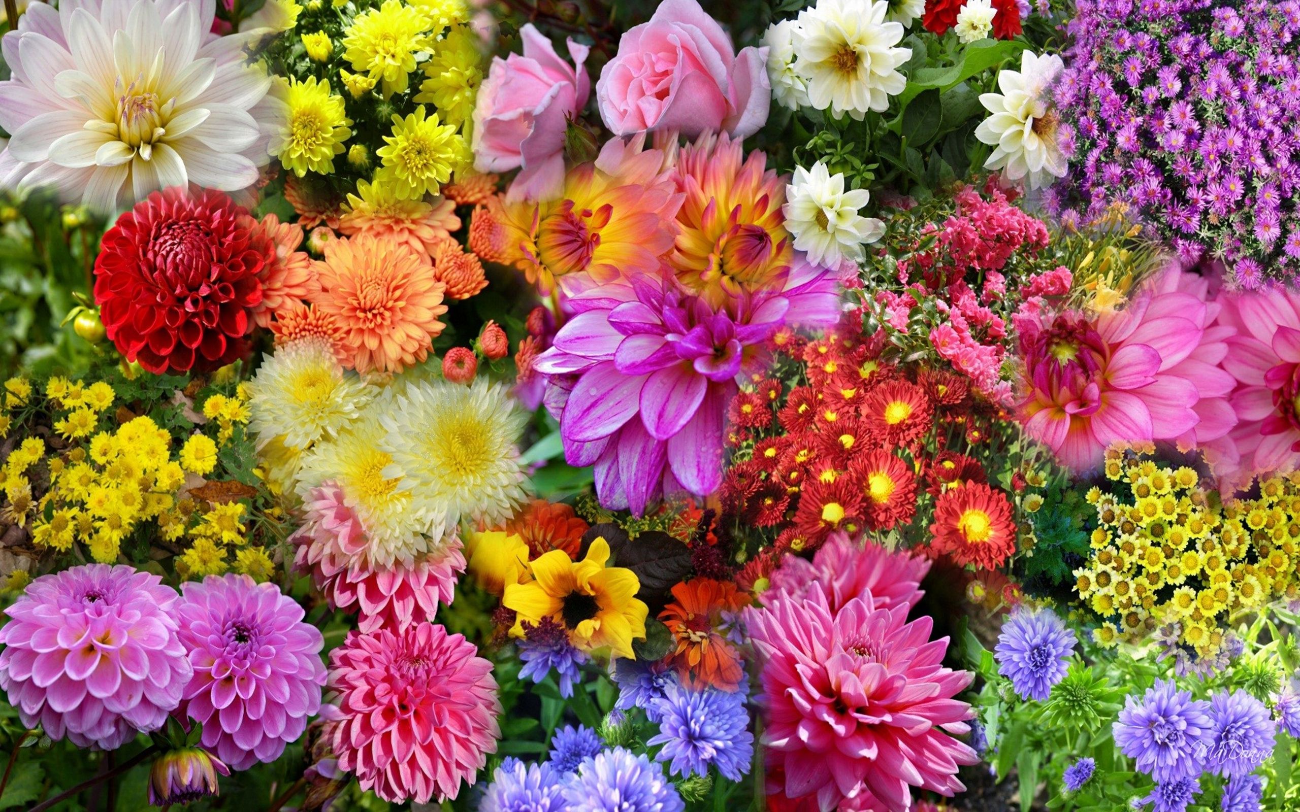 Fondo de pantalla HD Naturaleza Flor Foto - Flores de otoño Escritorio