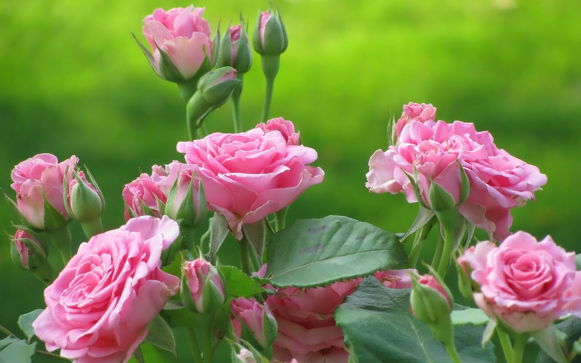 Fondos de pantalla HD Rose Flower (82+)