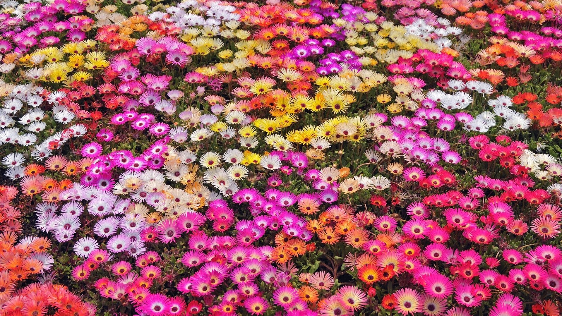 Flores de colores Fondos de pantalla HD