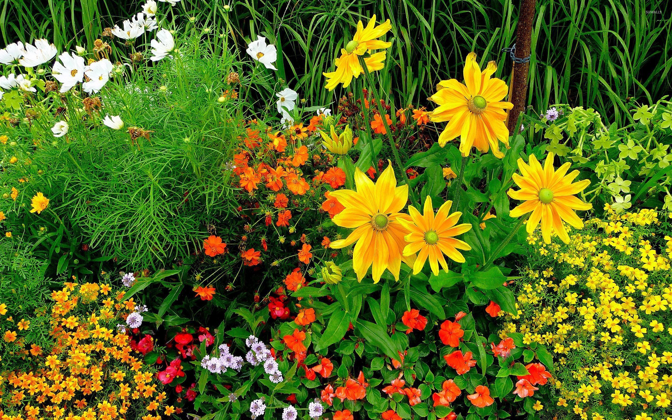 Flores en el jardín fondos de pantalla - Flores fondos de pantalla - # 46258