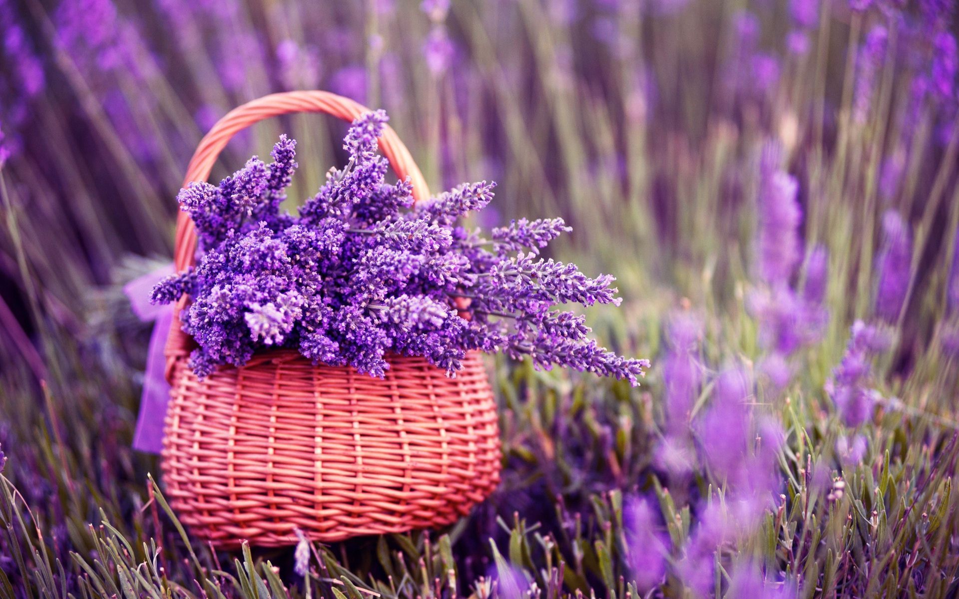 Flores de lavanda púrpura en imágenes de la cesta | HD Wallpapers Images