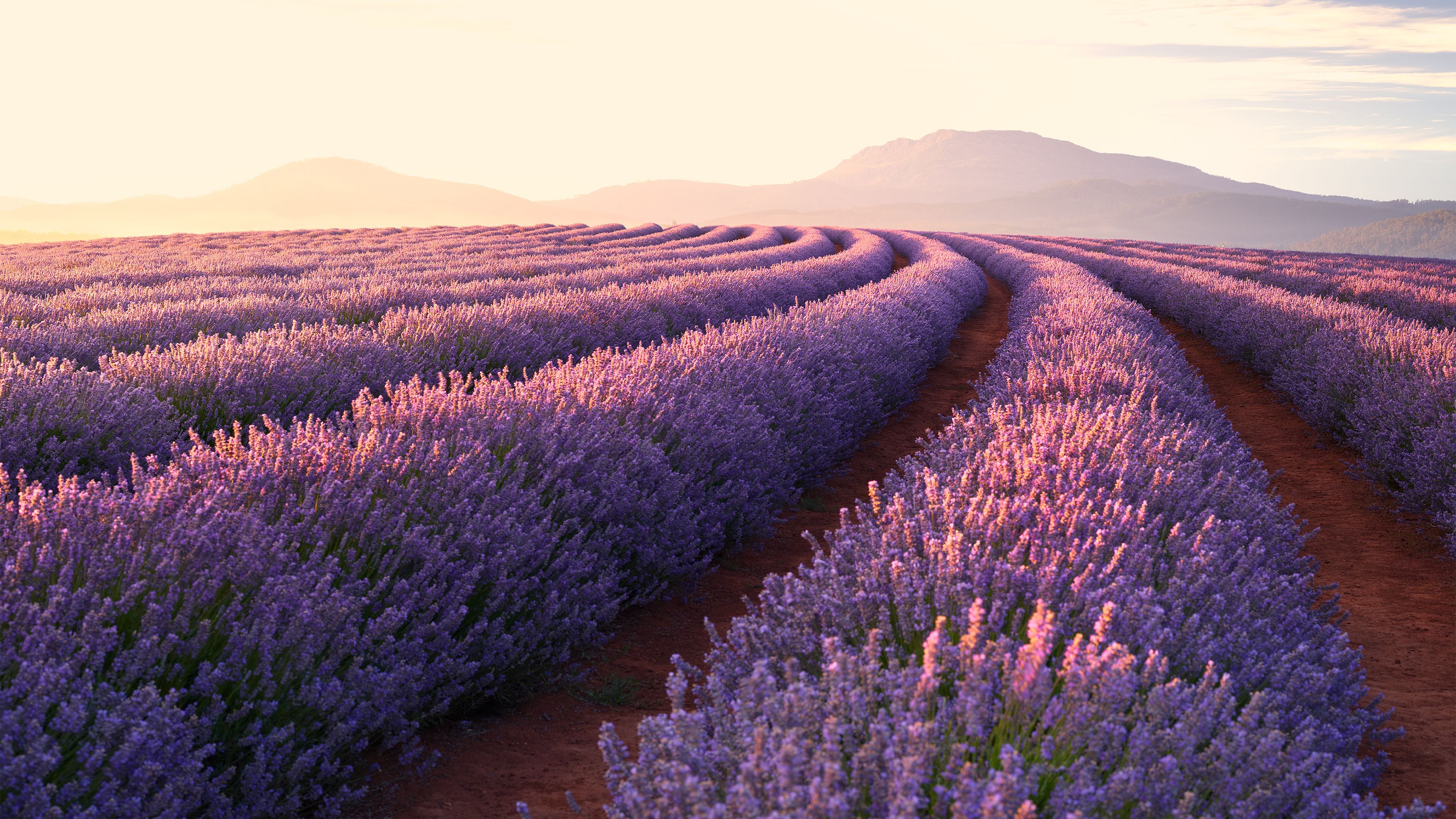 Lavender Fields 4k Ultra fondo de pantalla HD | Imagen de fondo | 3840x2160