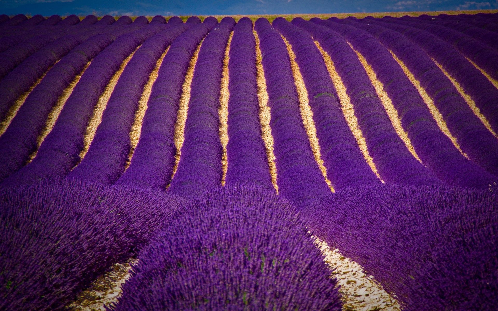 Lavender Flowers Wide Wallpapers - Fondo de pantalla, Alta definición, Alta