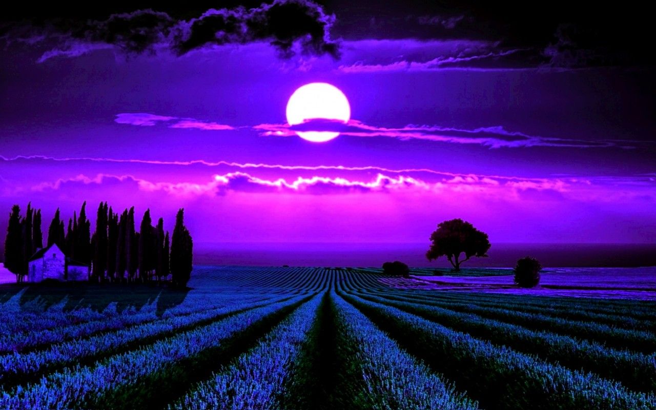 Moonlight Lavender fondos de pantalla | Luz de la luna lavanda fotos gratis