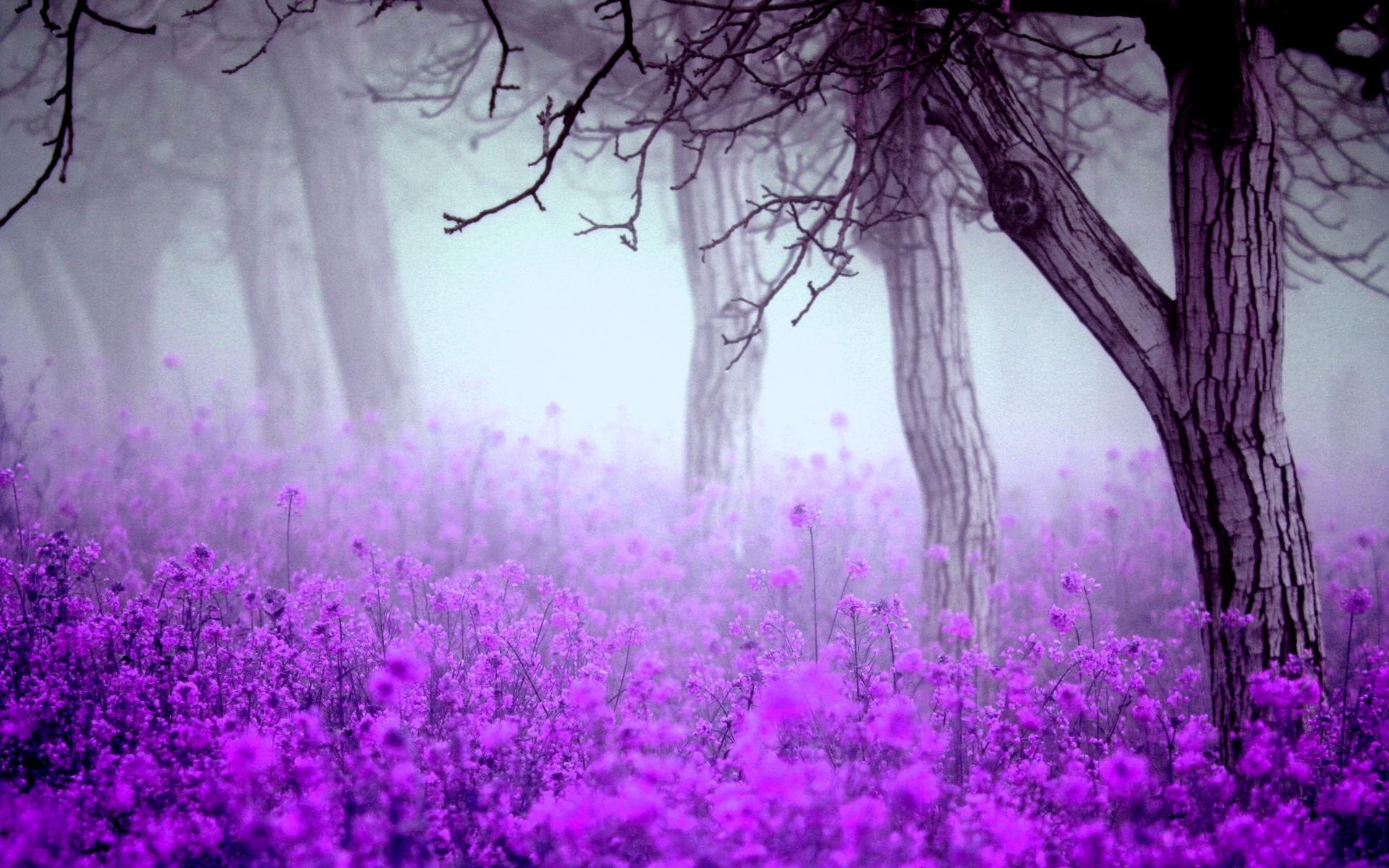 Lavender Wallpaper - Anband HD Pictures