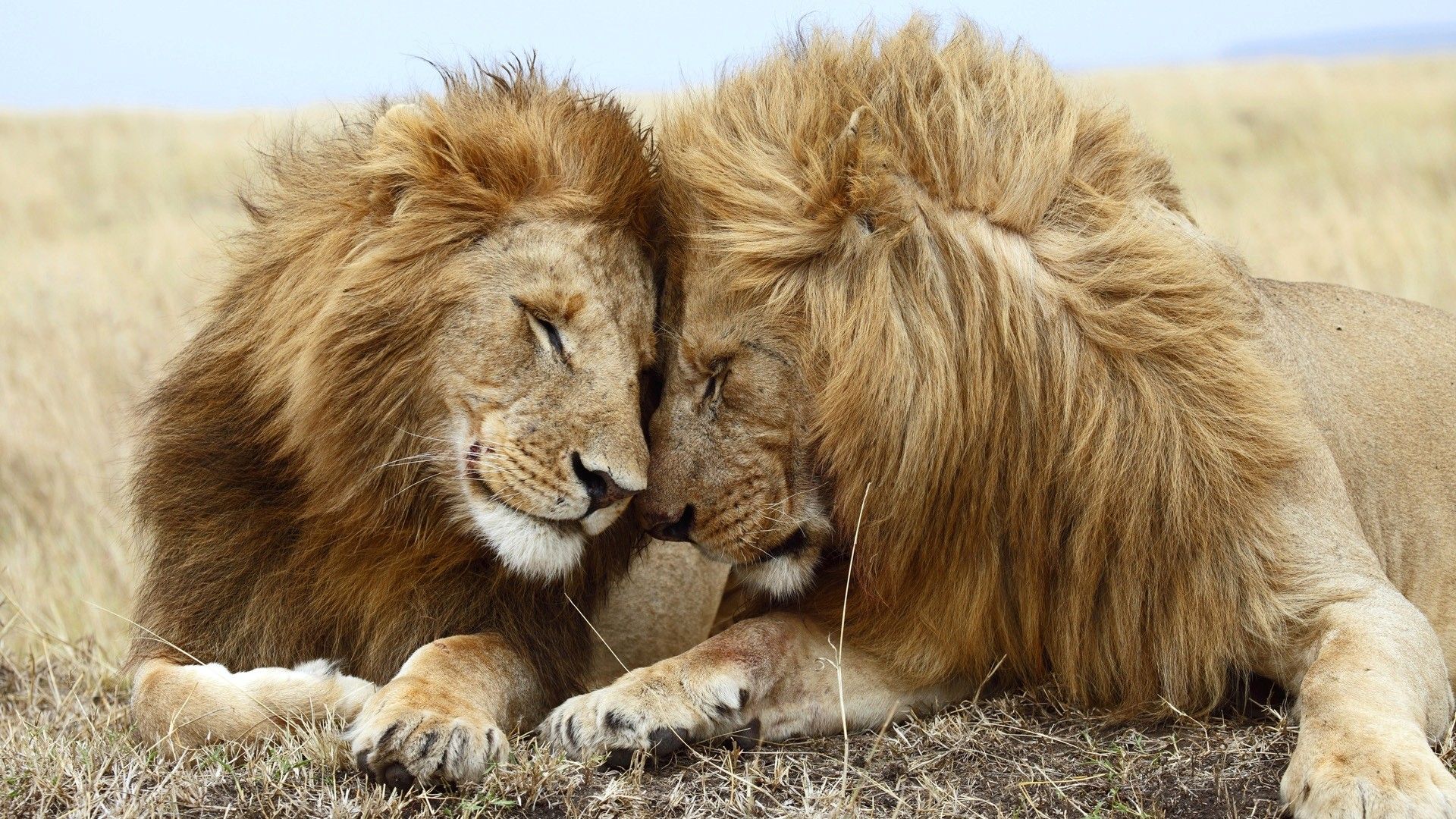 Descargar el fondo de pantalla de pareja de animales salvajes de León - Animales salvajes para