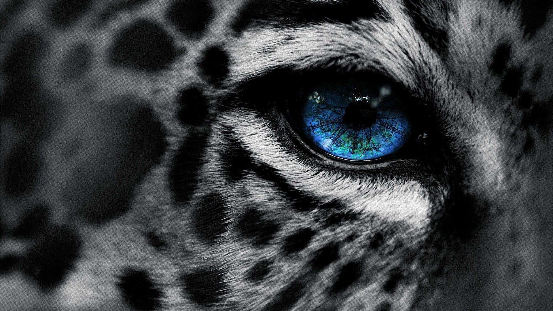 Hermosos fondos de pantalla de animales salvajes - Blue Eyed Snow Leopard (# 223949