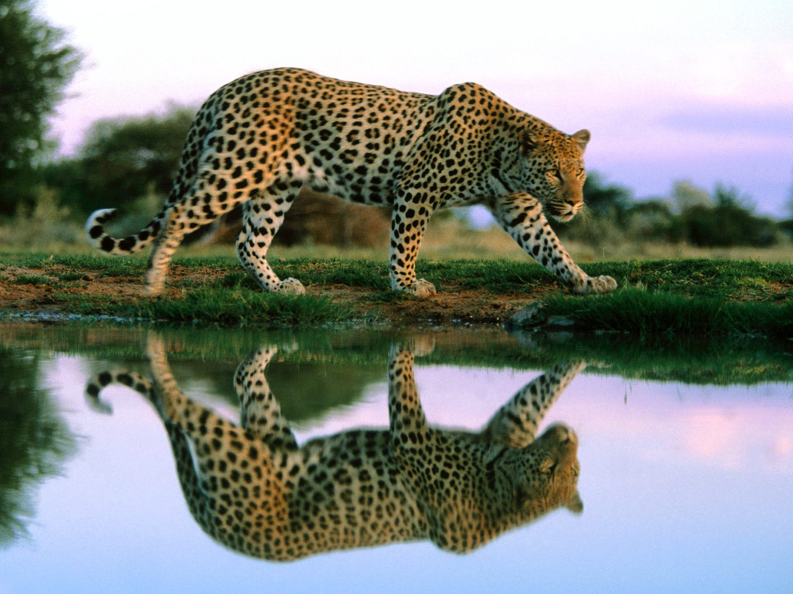 Awesome Wild Animals HD Wallpapers 1080p | Fondos de alta definición