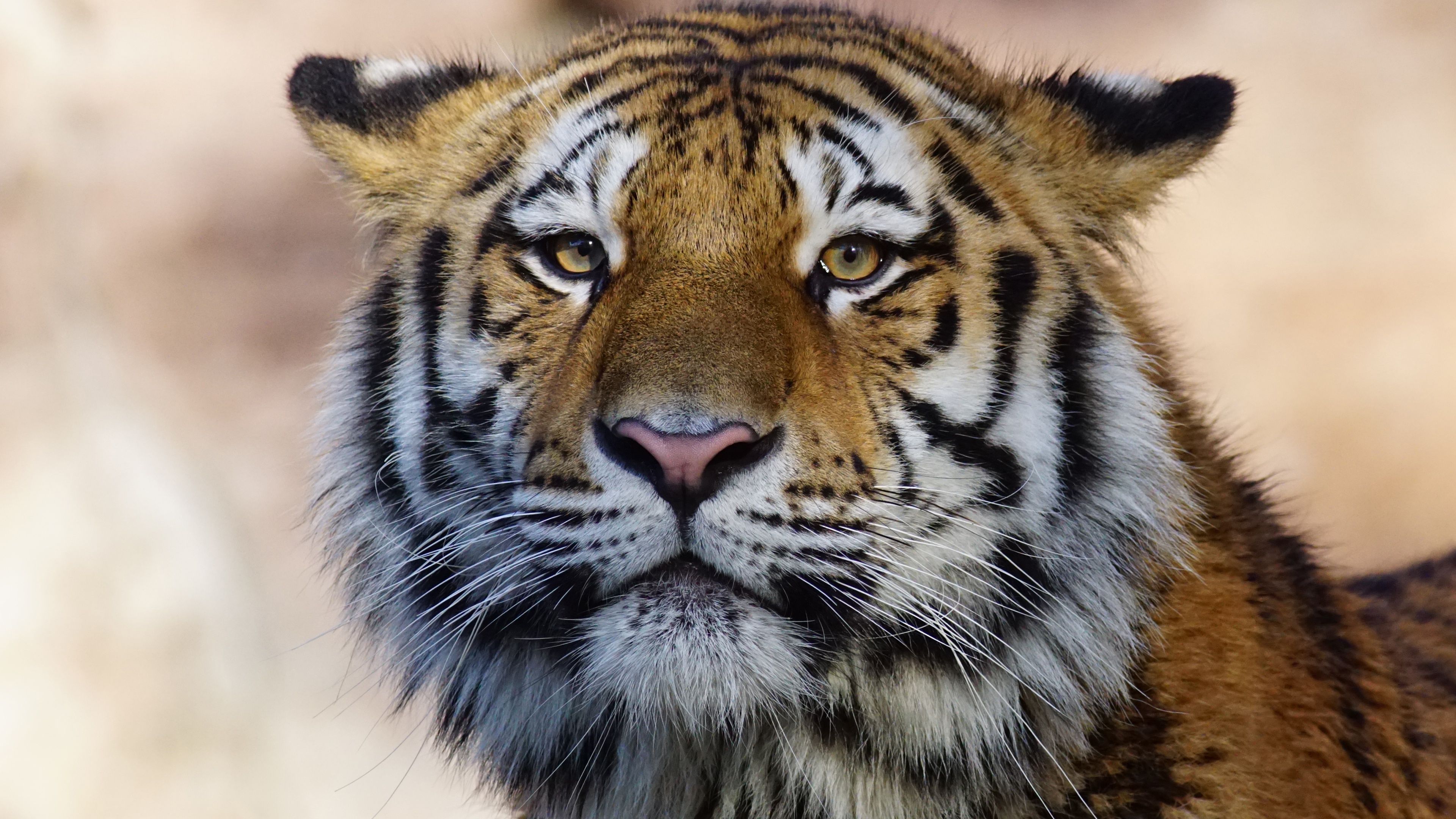 Fondo de pantalla 4k Tiger Wild Animal 4k 4k-fondos de pantalla, animales fondos de pantalla