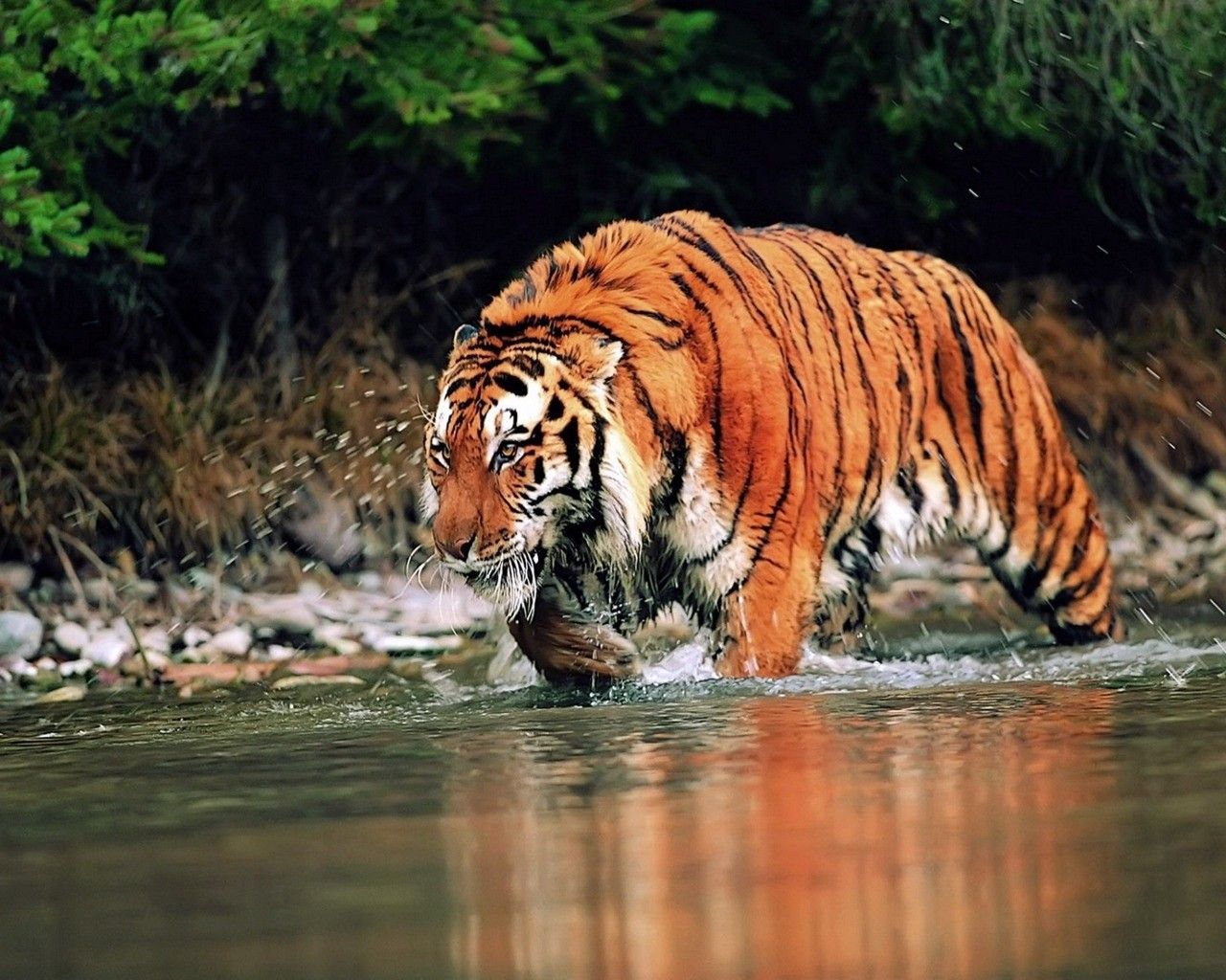 Best Wild Animal - Wild Animals Image Hd Free Wallpaper