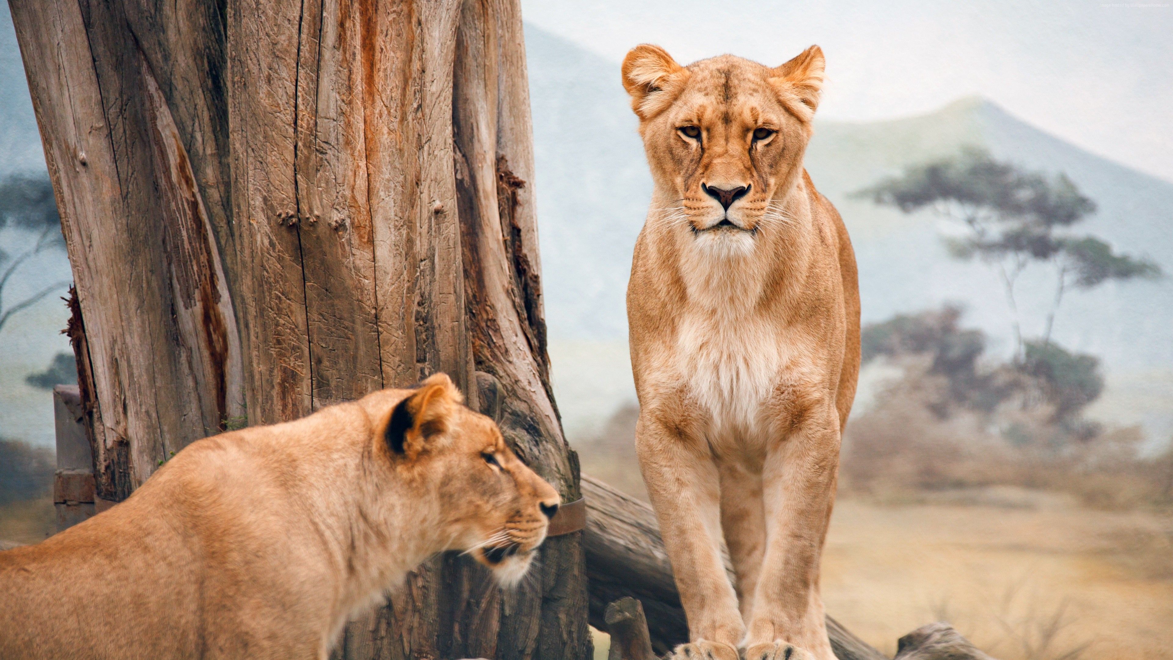 Fondo de pantalla de leona africana, naturaleza, salvaje, animales, Fondo de pantalla de animales