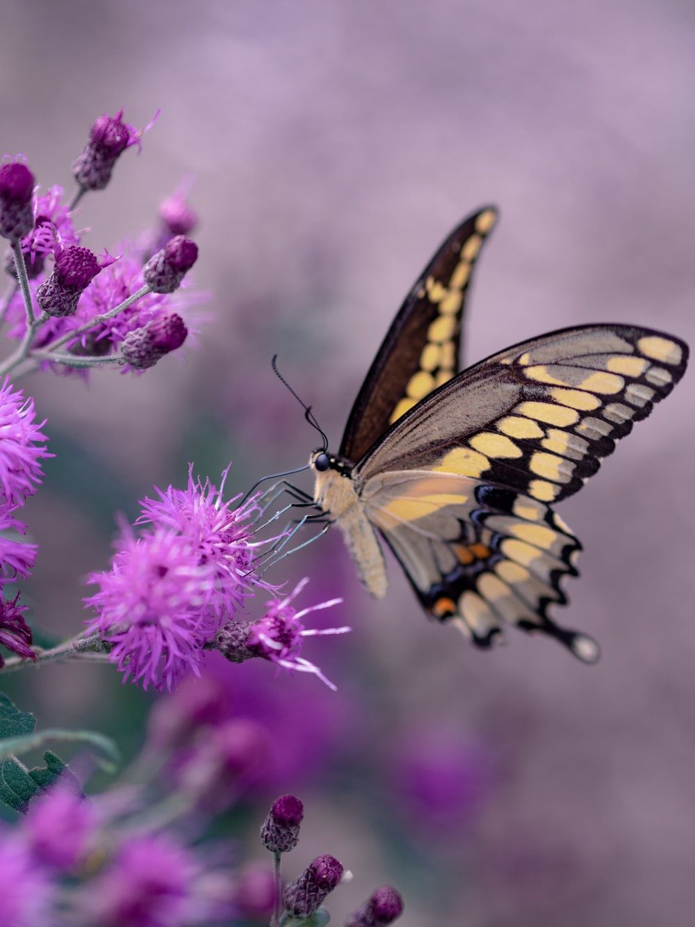 Más de 100 fotos de mariposas [HQ] | Descargar imágenes gratis