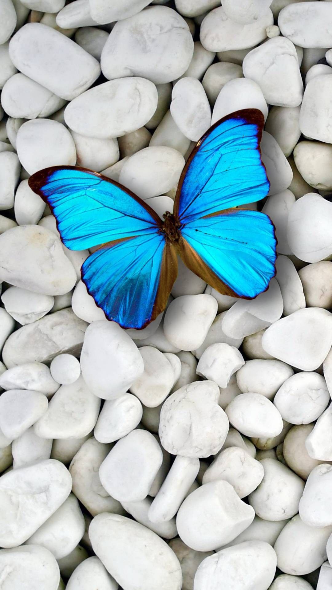 Fondo de pantalla de Blue Butterfly para la resolución de Iphone - Blue Butterfly On