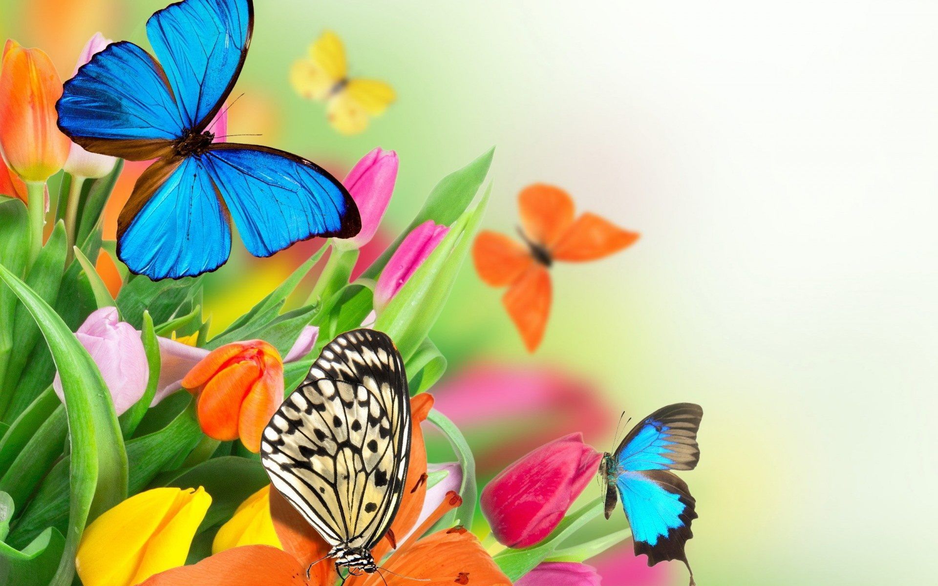 Colorful Butterfly Wallpapers - Top Free Colorful Butterfly