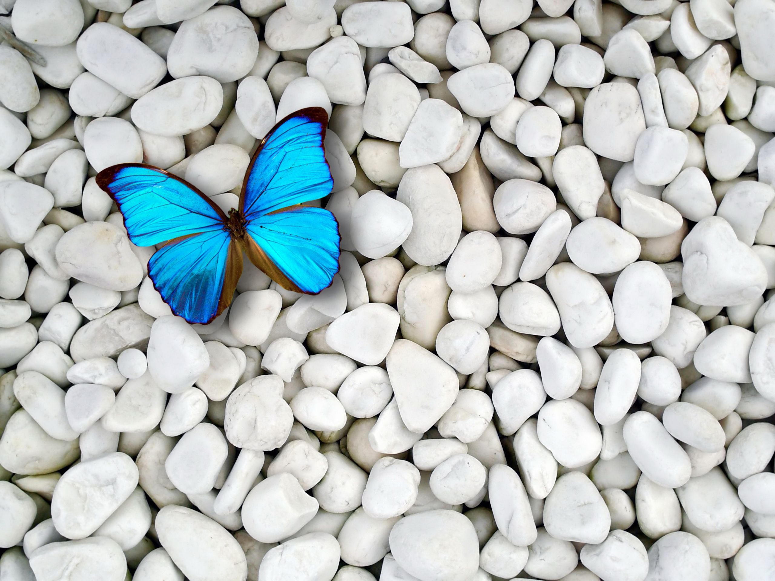 Light Blue Butterfly Wallpaper | Cosas para comprar | Fondo de pantalla de mariposa