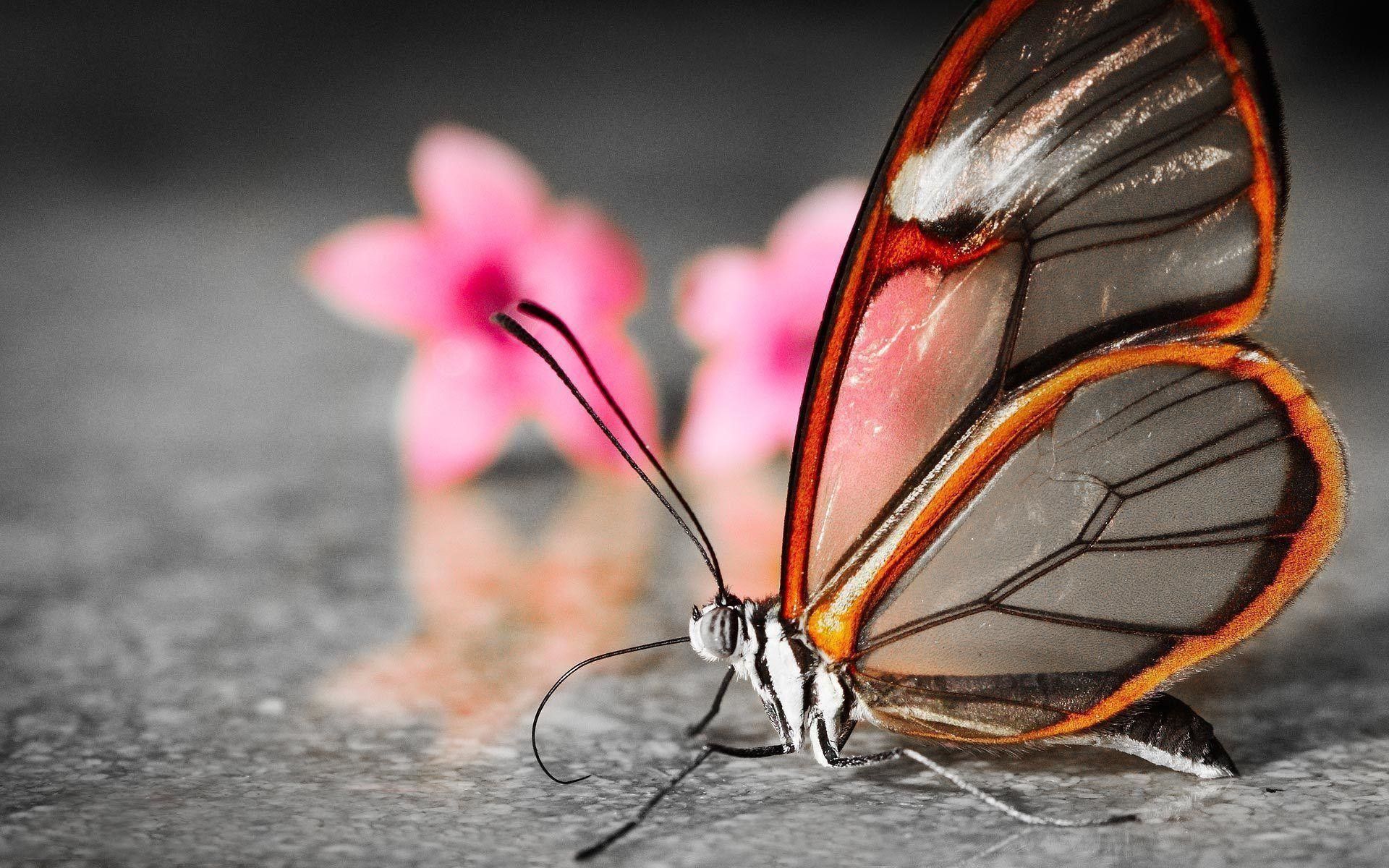Más de 58 fondos de pantalla 3D Butterfly