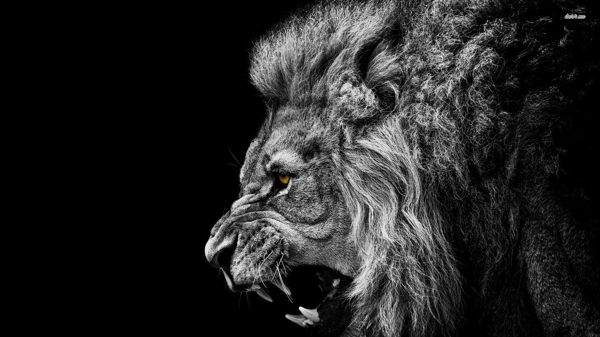 Roaring Lion Wallpaper (más de 67 imágenes)