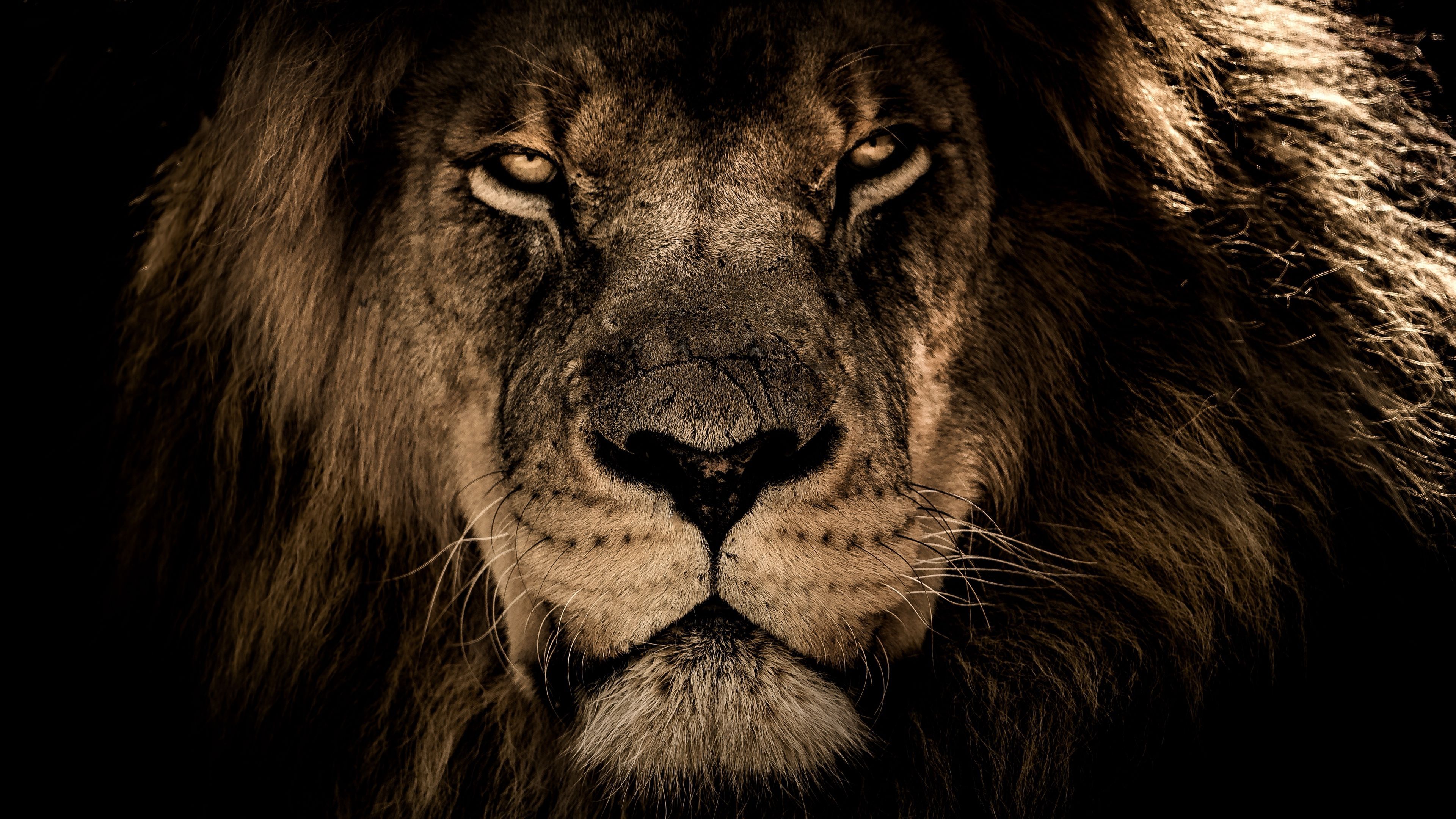 4K Ultra HD Lions Wallpapers - Top gratis 4K Ultra HD Lions