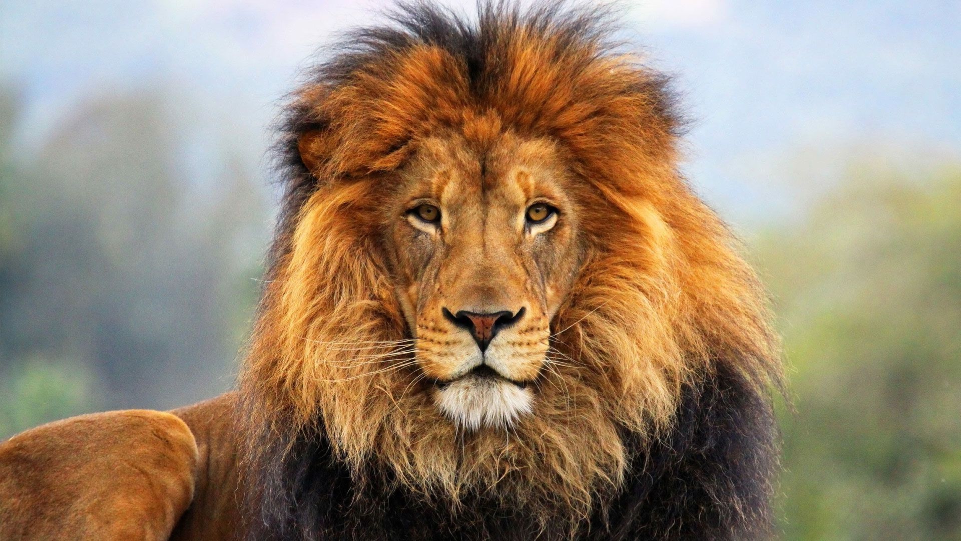 HD Lion Wallpapers 1080p