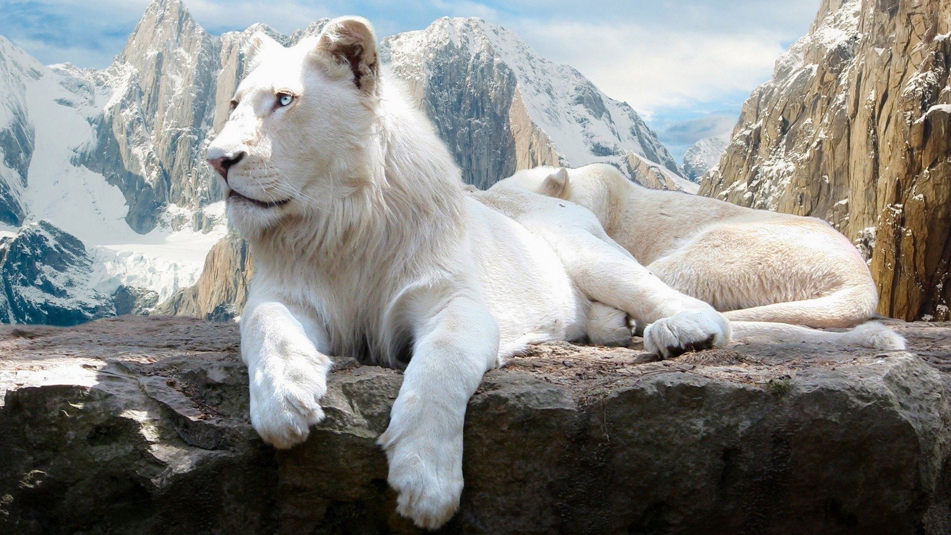 22 White Lion Fondos de pantalla HD | Imágenes de fondo