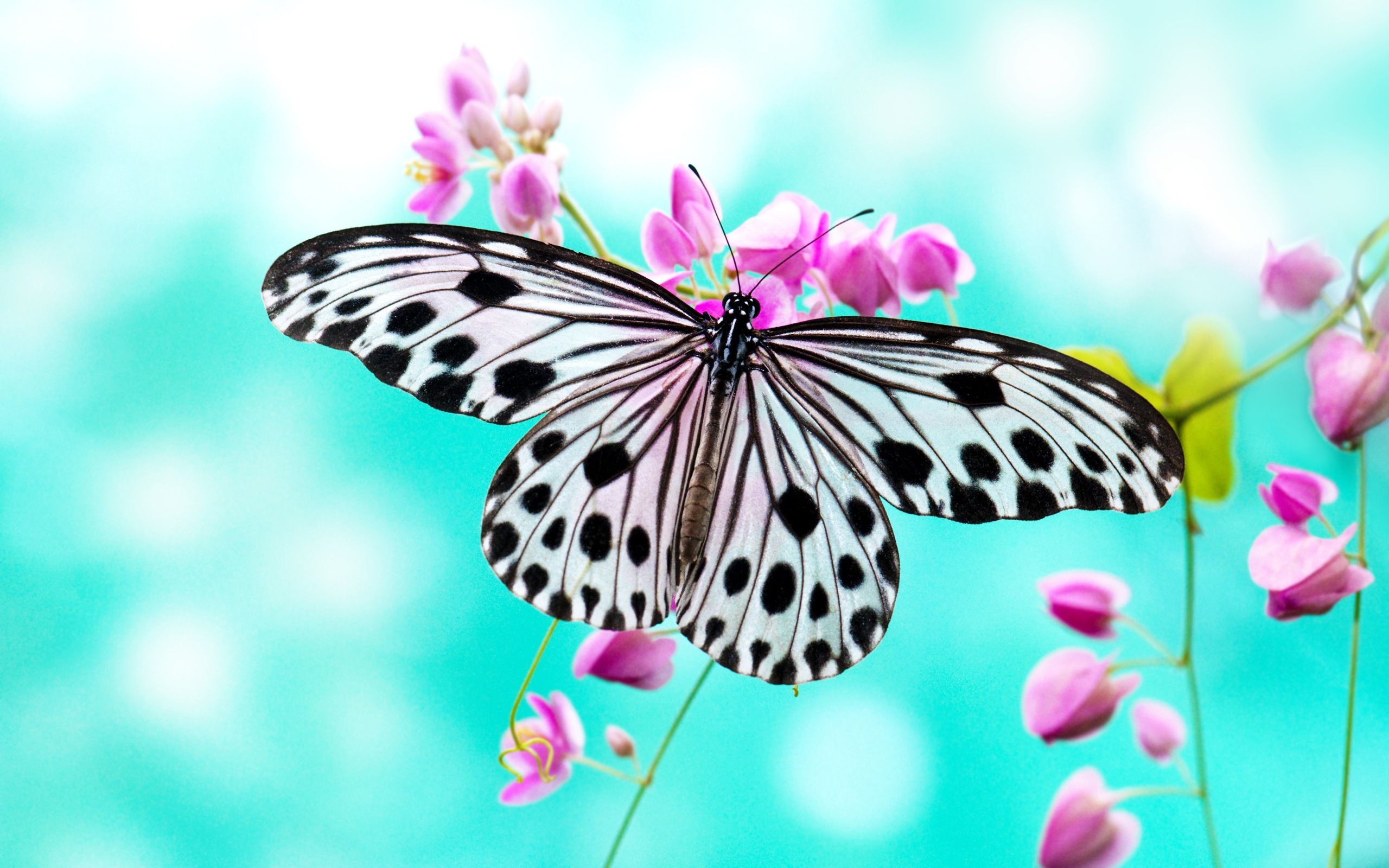 Mariposa HD Wallpaper, imágenes de fondo