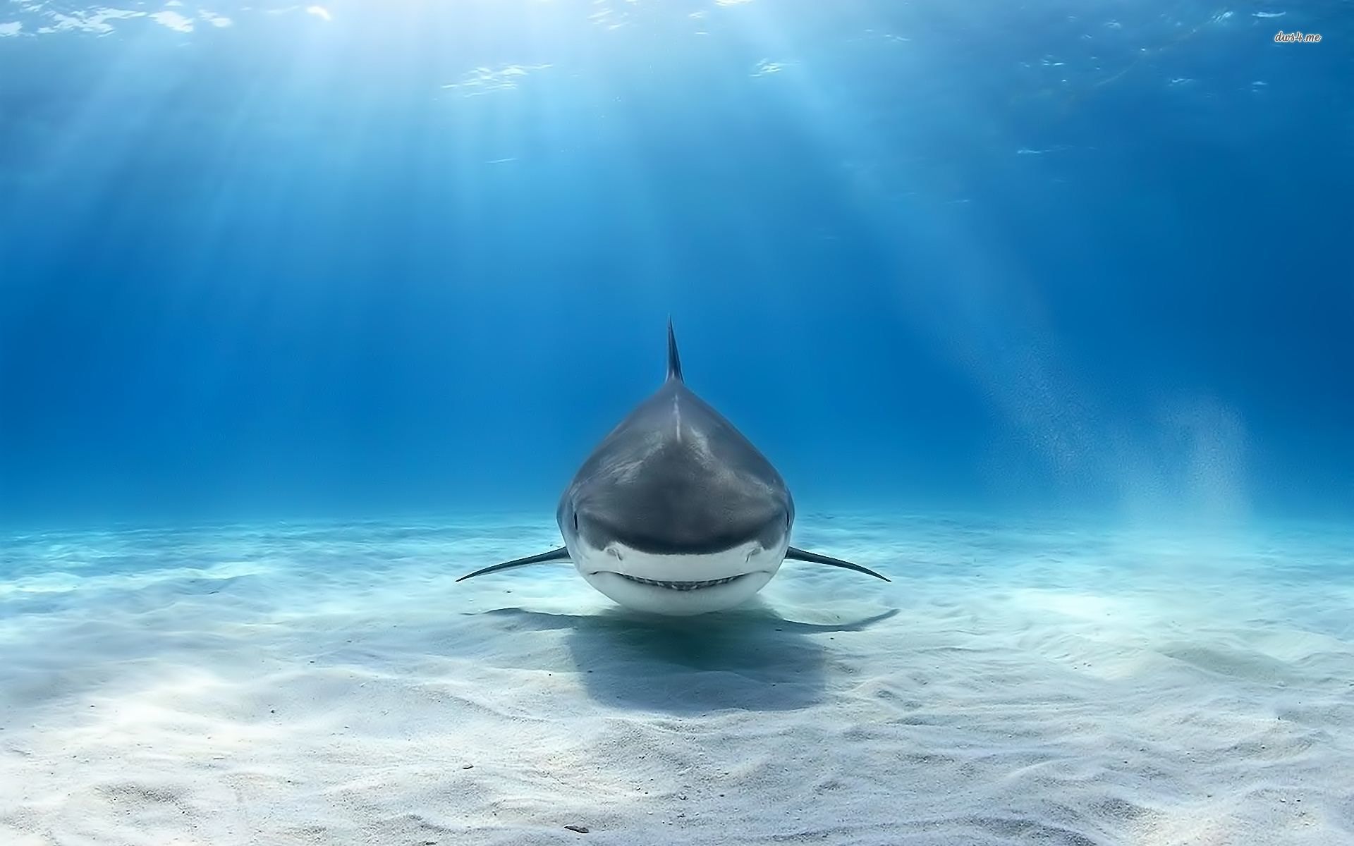 Fondo de pantalla de tiburón en el fondo del mar - Fondos de animales - # 42960
