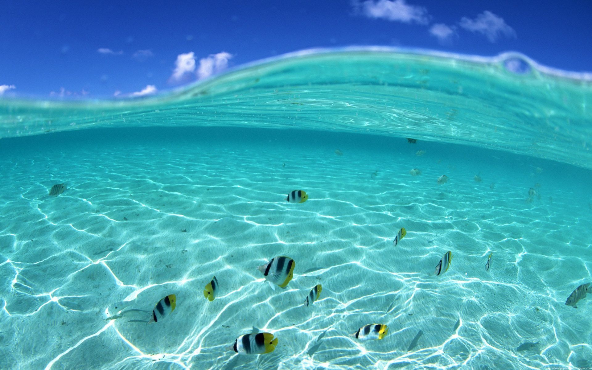 Fondo de pantalla mar, agua, fondo, peces, cielo fondo de escritorio »Naturaleza