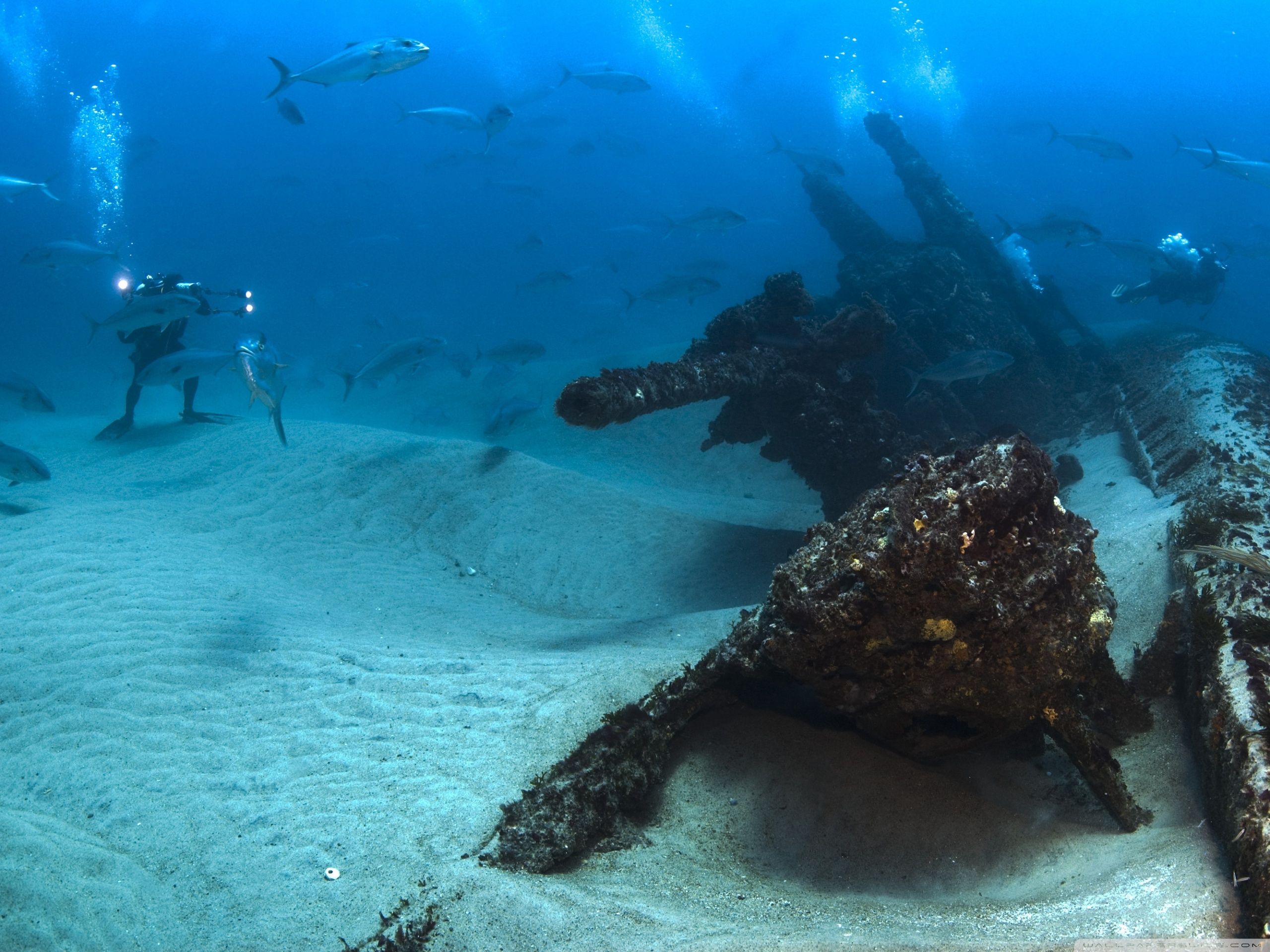 Divers On Ocean Bottom ❤ Fondo de escritorio 4K HD para TV 4K Ultra HD