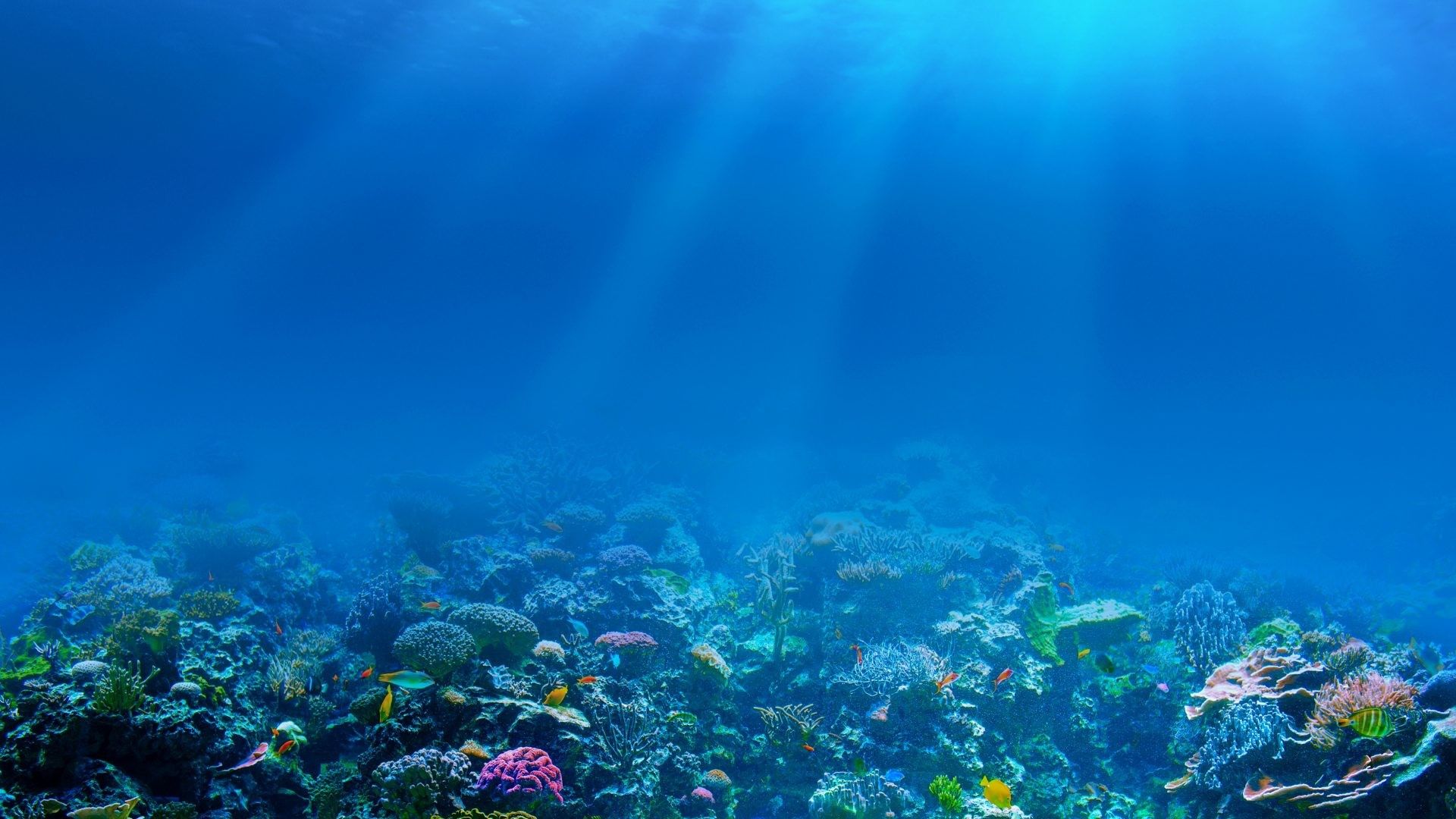 Más de 66 fondos de pantalla de Under Ocean