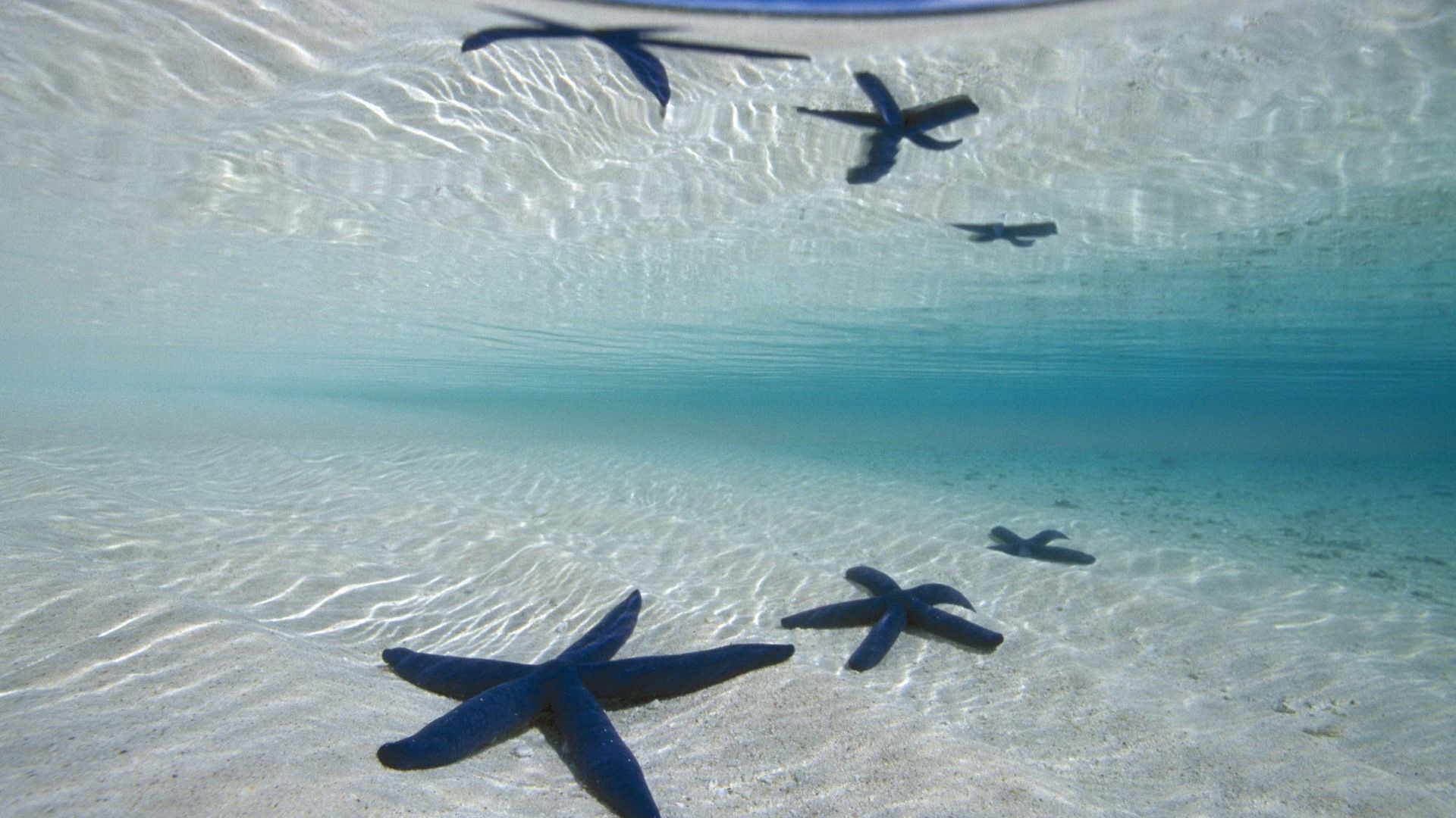 Descargar Starfish in Ocean Free HD Wallpaper | HD Wallpapers