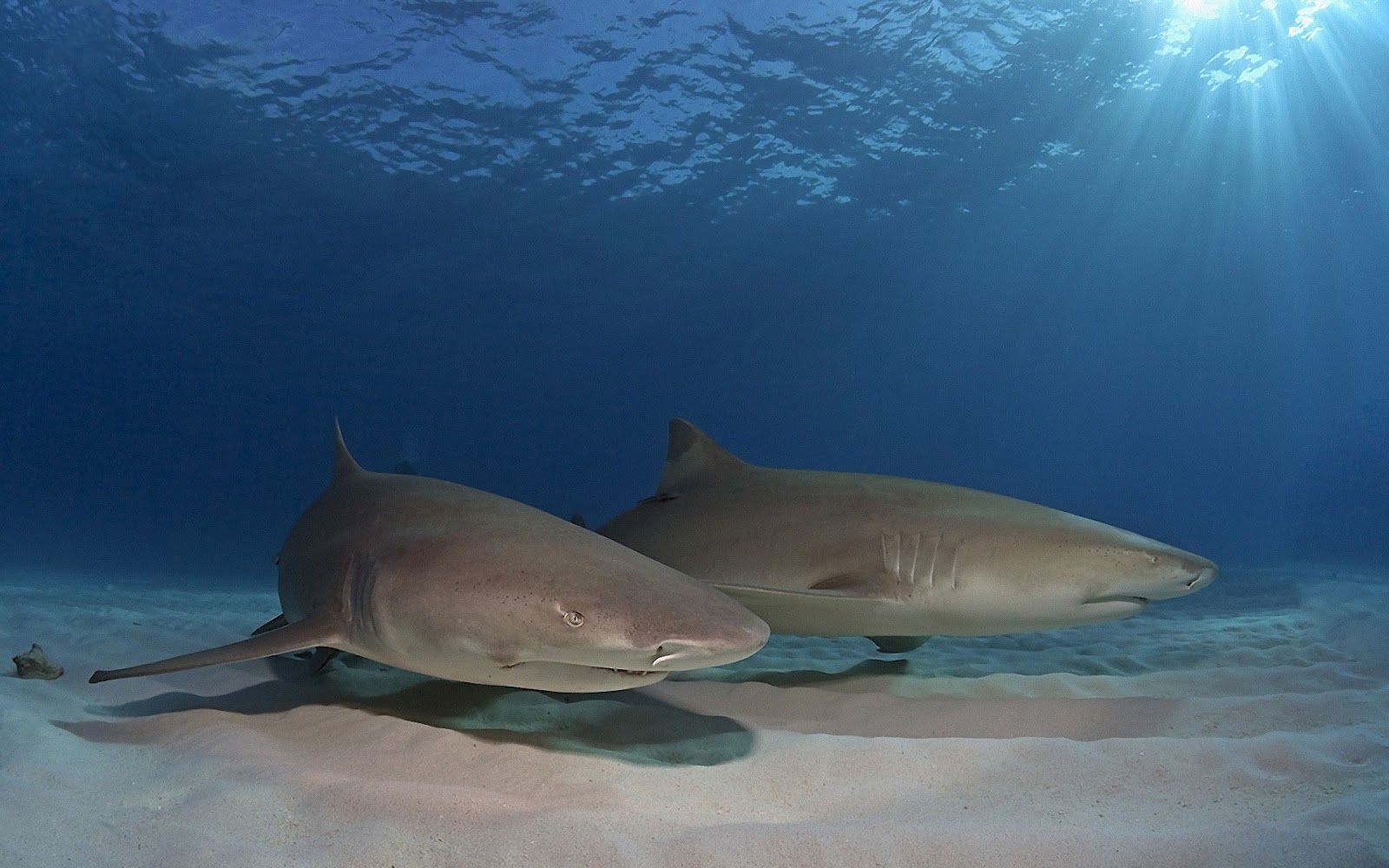 Dos tiburones en el fondo del mar | HD Animals Wallpapers