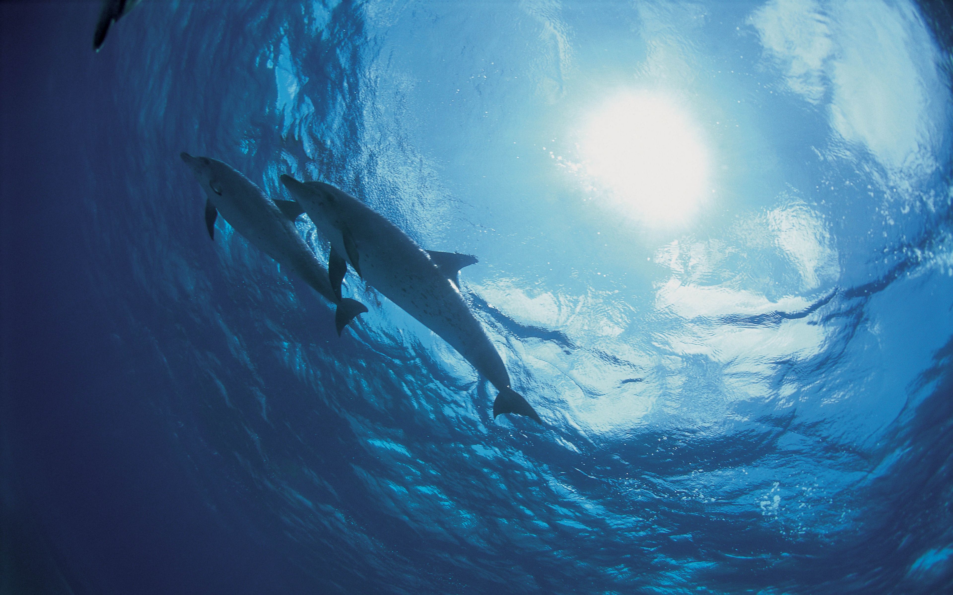 Descargar fondo de pantalla 3840x2400 delfines, fondo, océano 4k ultra hd 16